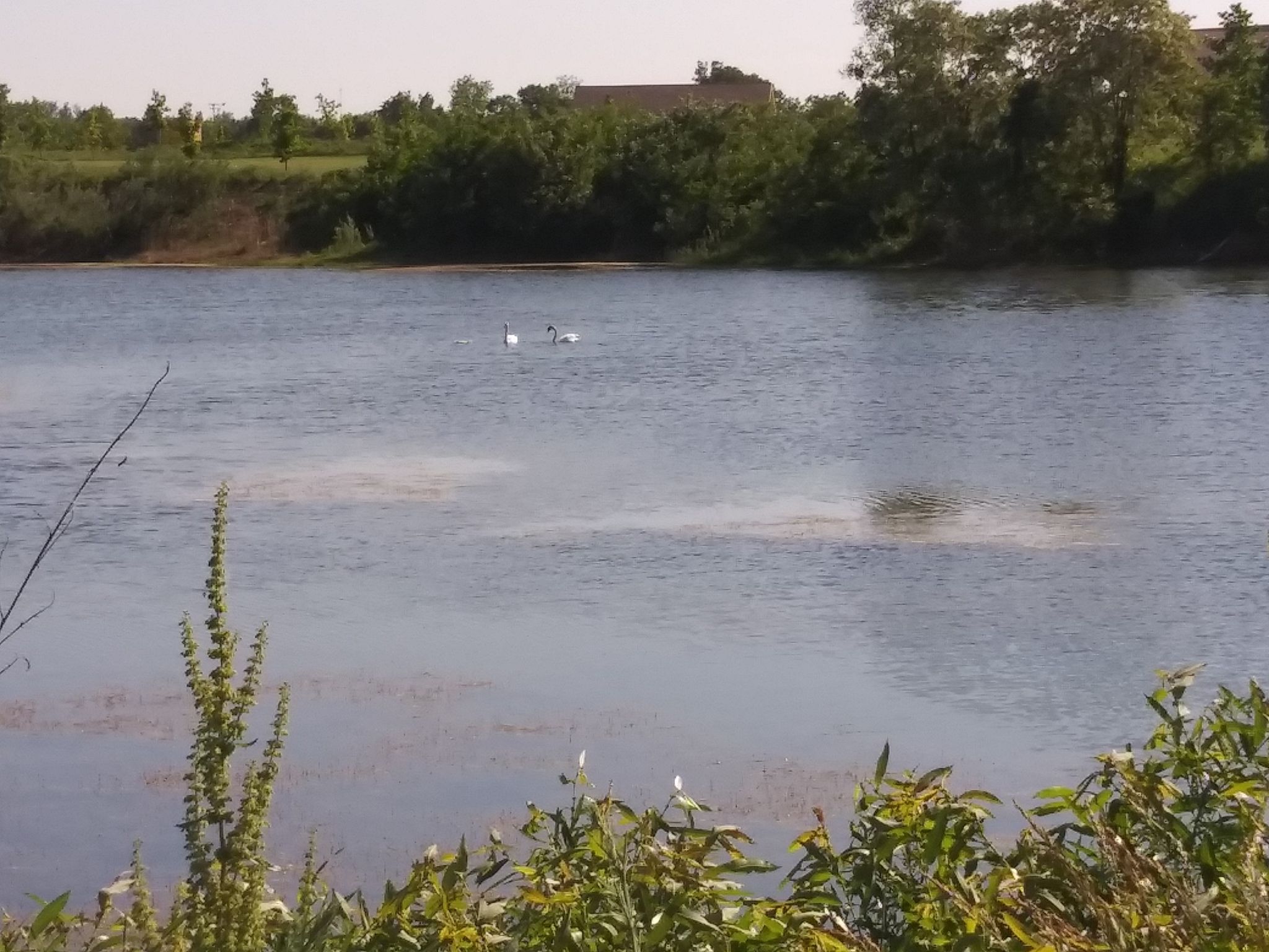 Two white birds swim on a calm lake surrounded by green trees. - Millennium Park Yellow Loop