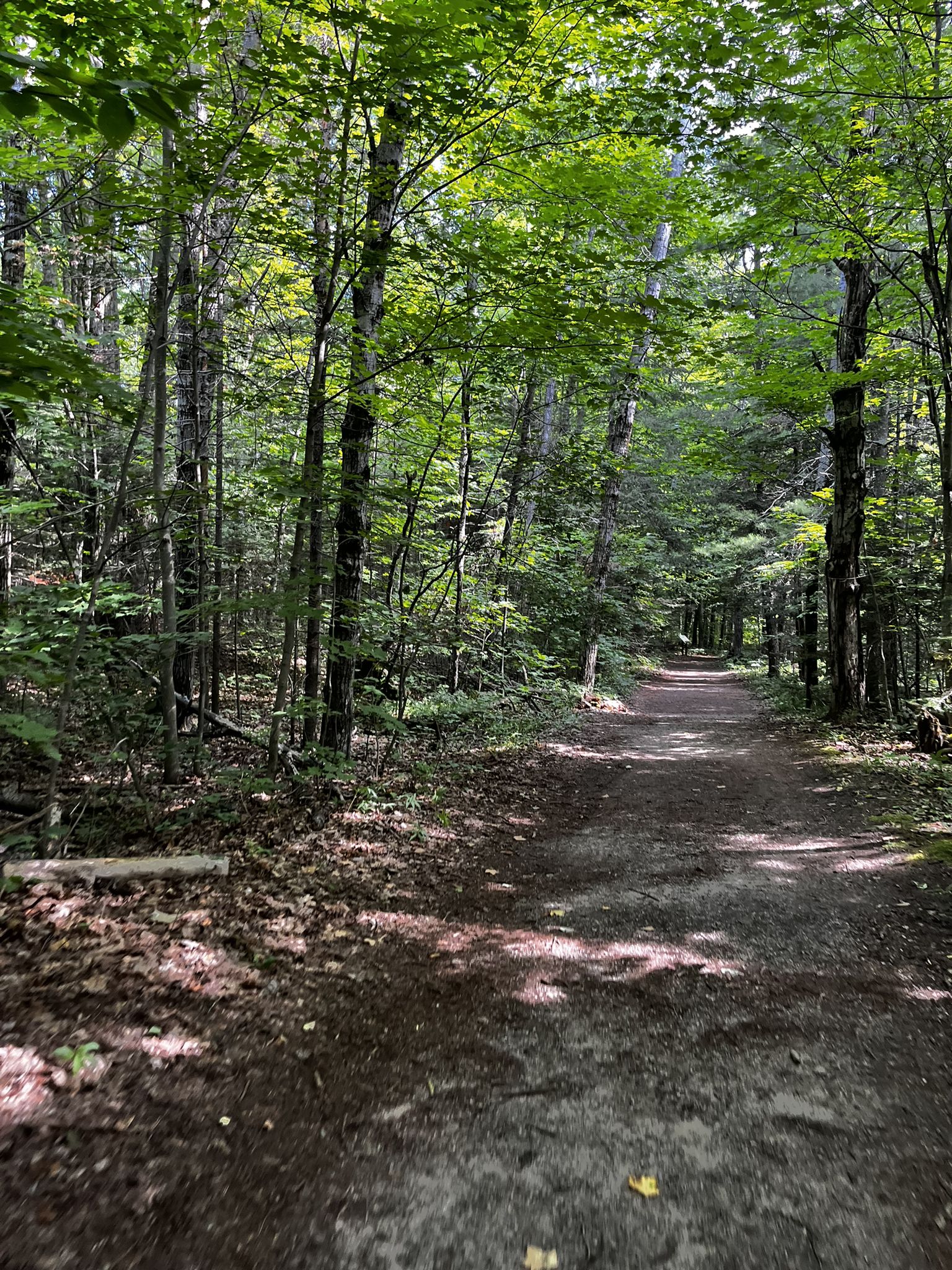 A sun-dappled dirt path winding through a dense green forest. - Europe Bay Trail Loop