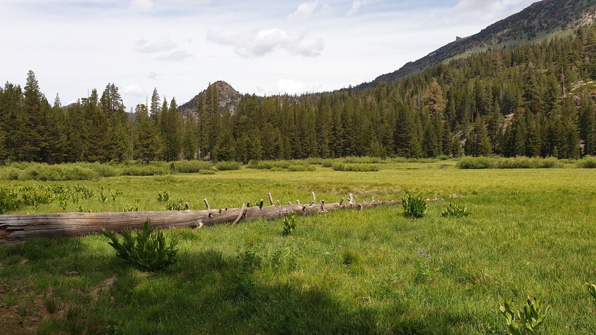Sunny meadow with a fallen log, bordered by dense pine forest and mountains. - San Joaquin River via the Pacific Crest Trail