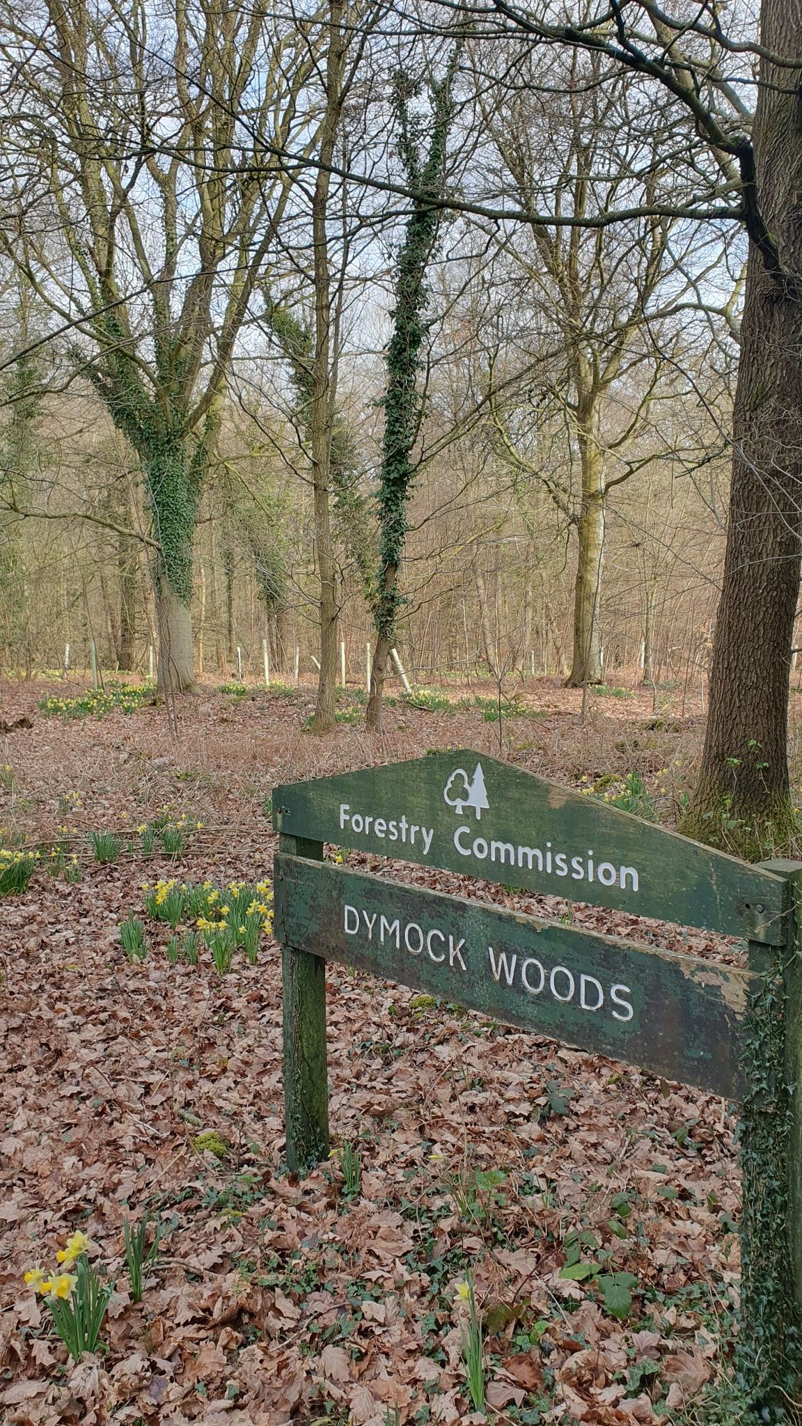 Dymock Woods