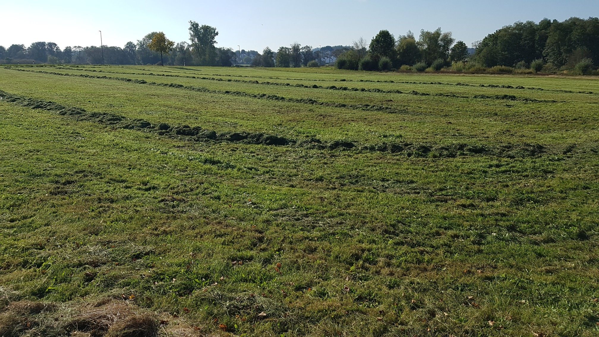 Der feine Duft von frisch gemähtem Gras liegt in der Luft