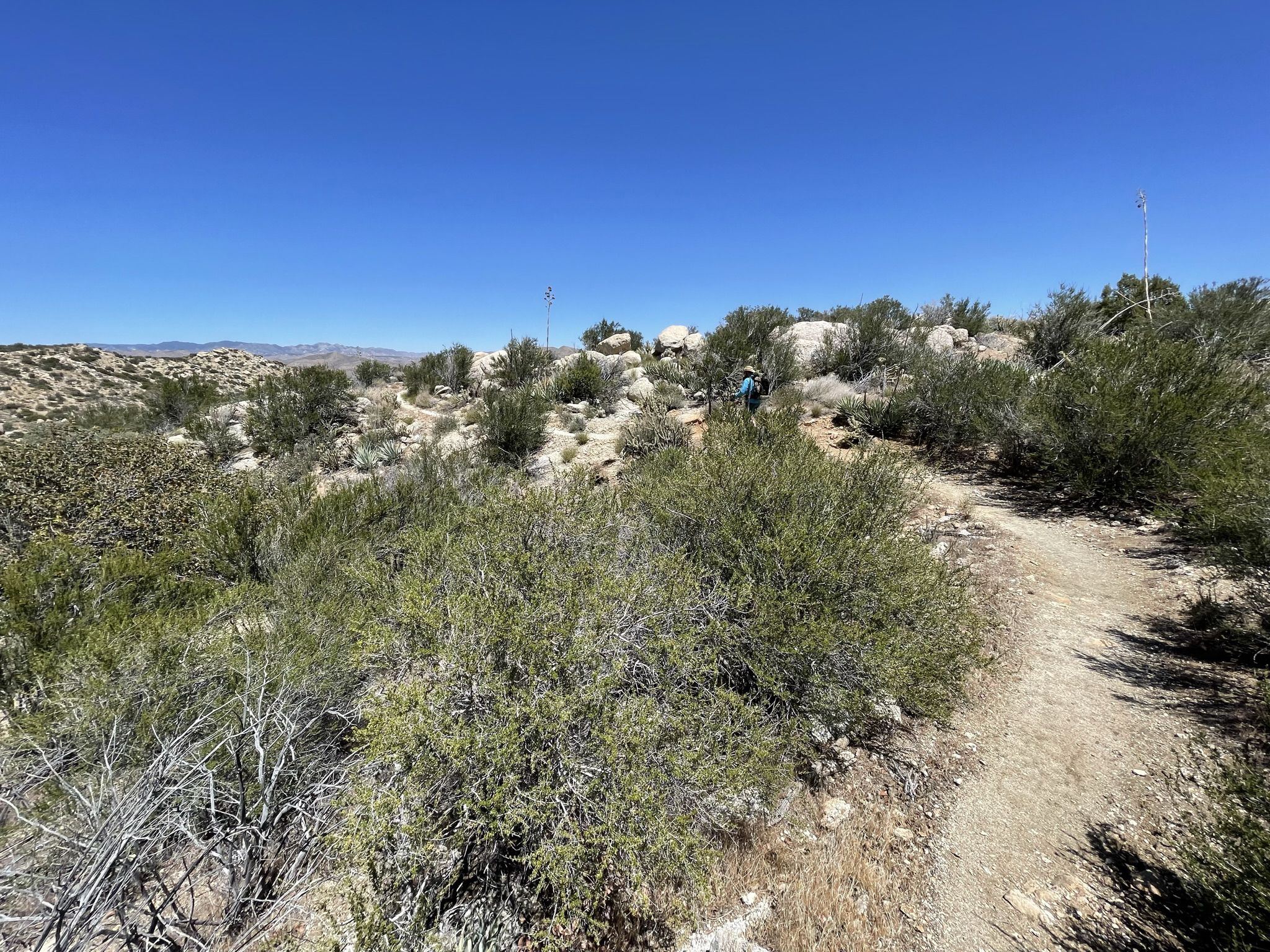 Winding dirt trail through green desert bushes under a bright blue sky. - Pacific Crest Trail: Scissors Crossing to Sunrise Highway
