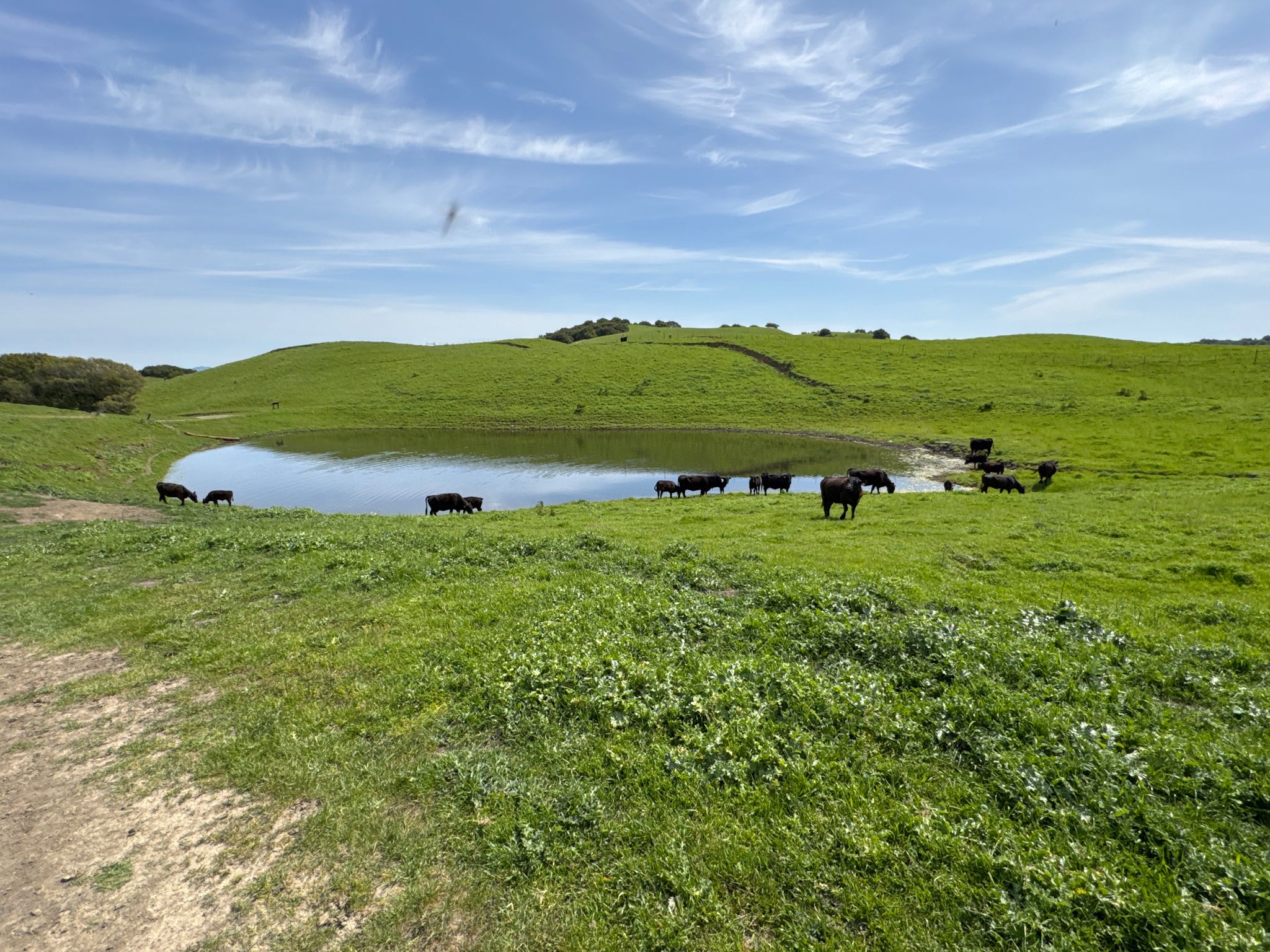 Several cows graze by a pond in a vibrant green, hilly landscape. - Abrigo Valley and Mott Peak Loop