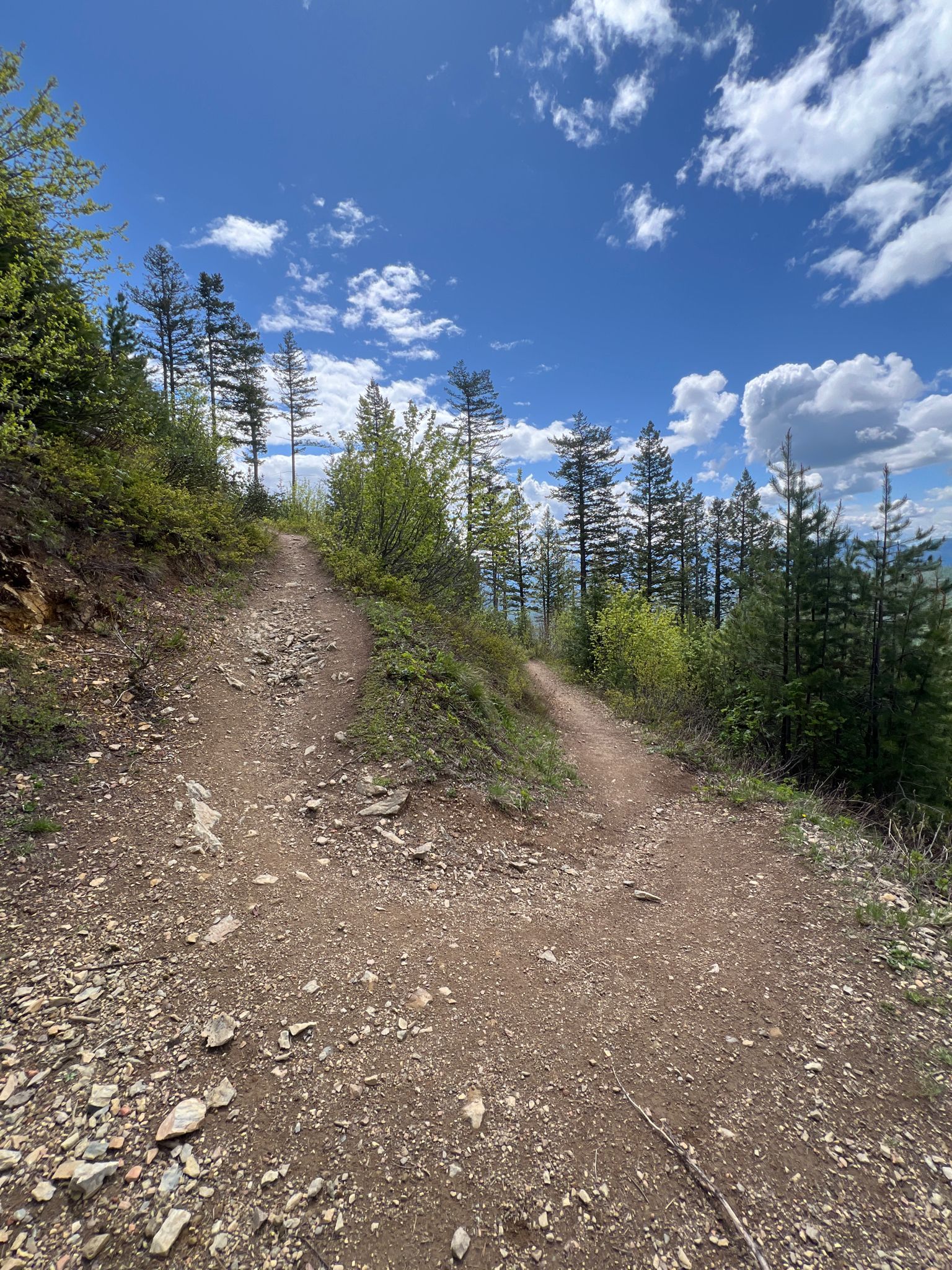 A dirt trail forks on a sunny, forested hillside under a blue sky. - Apgar Lookout Trail