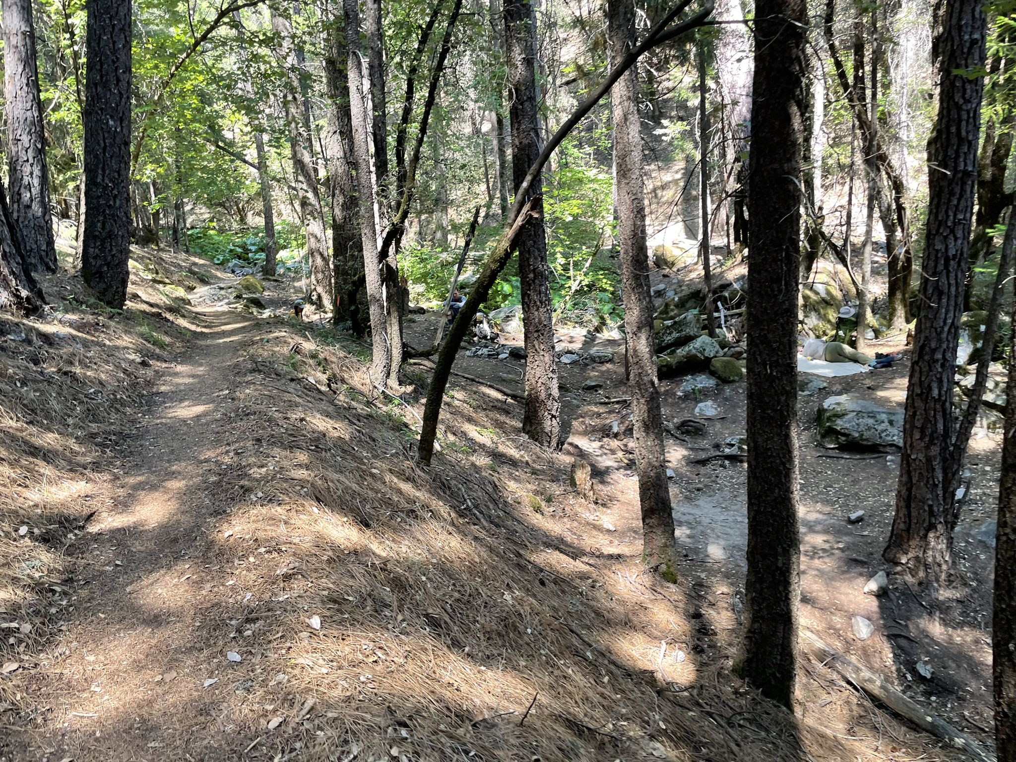 A sun-dappled dirt path winds through a dense forest next to a dry stream. - Pacific Crest, Sulphur Creek and Dog Trail Loop