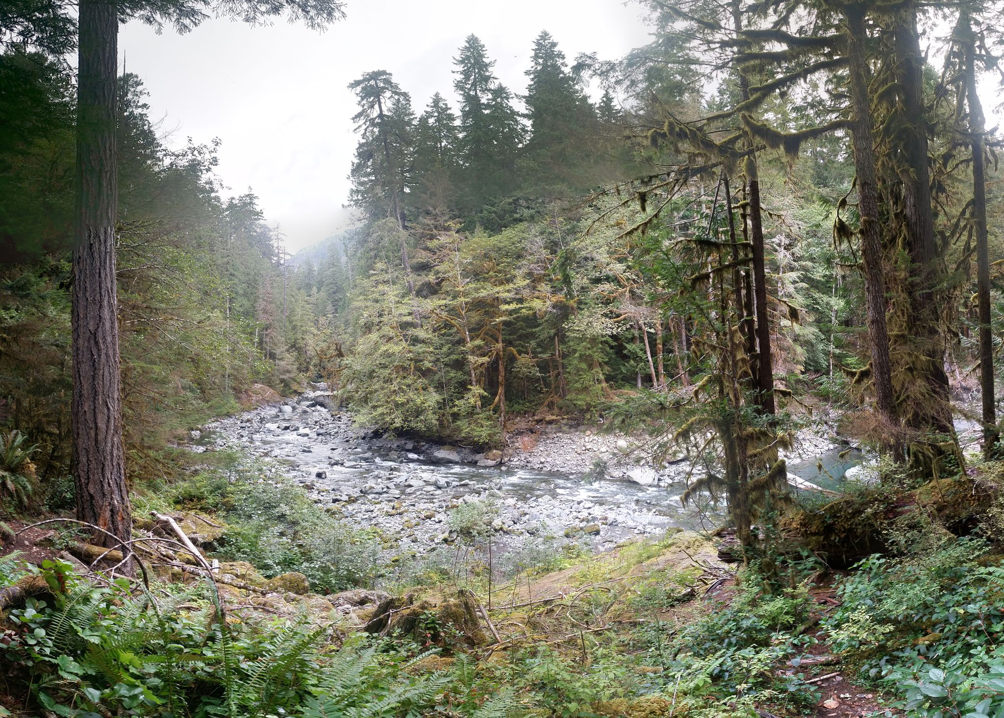 Overcast view of a rocky riverbed winding through a dense, misty evergreen forest. - Four Stream Trail