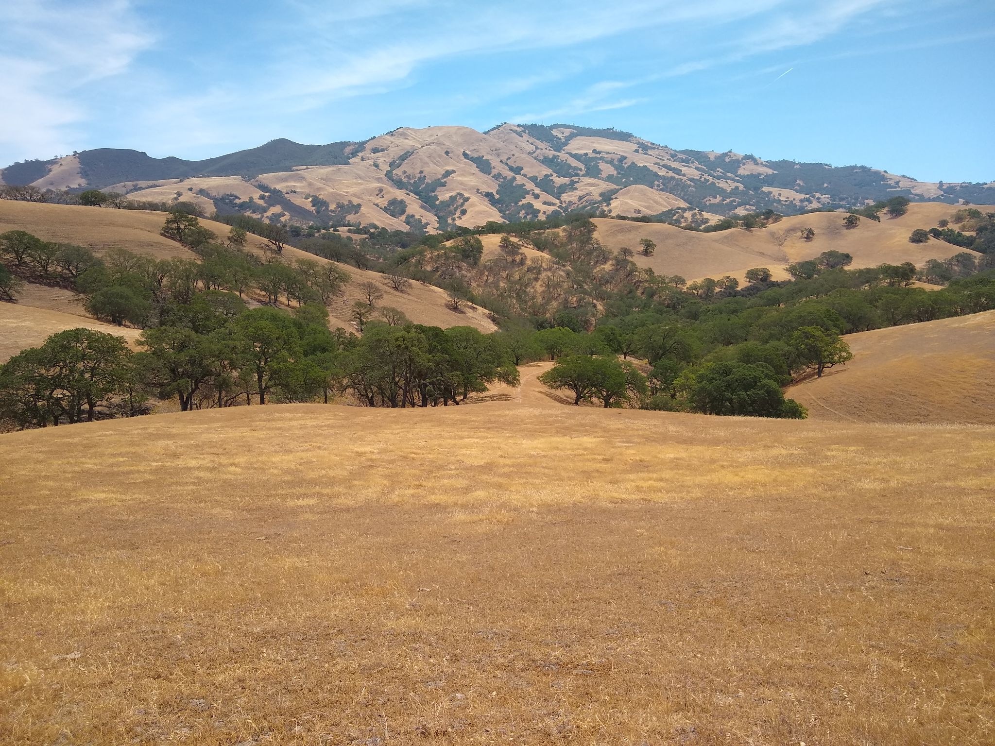 Golden hills and distant mountains under a blue sky with scattered trees. - Stage Road, Mount Diablo, Wall Point and Borges Trail Loop
