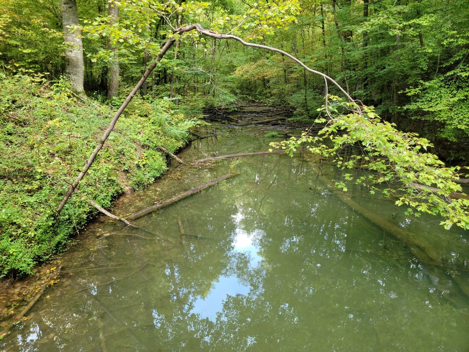 Still green water in a dense forest with fallen branches and reflections. - Haw Ridge Trail System loop from Haw Ridge Park