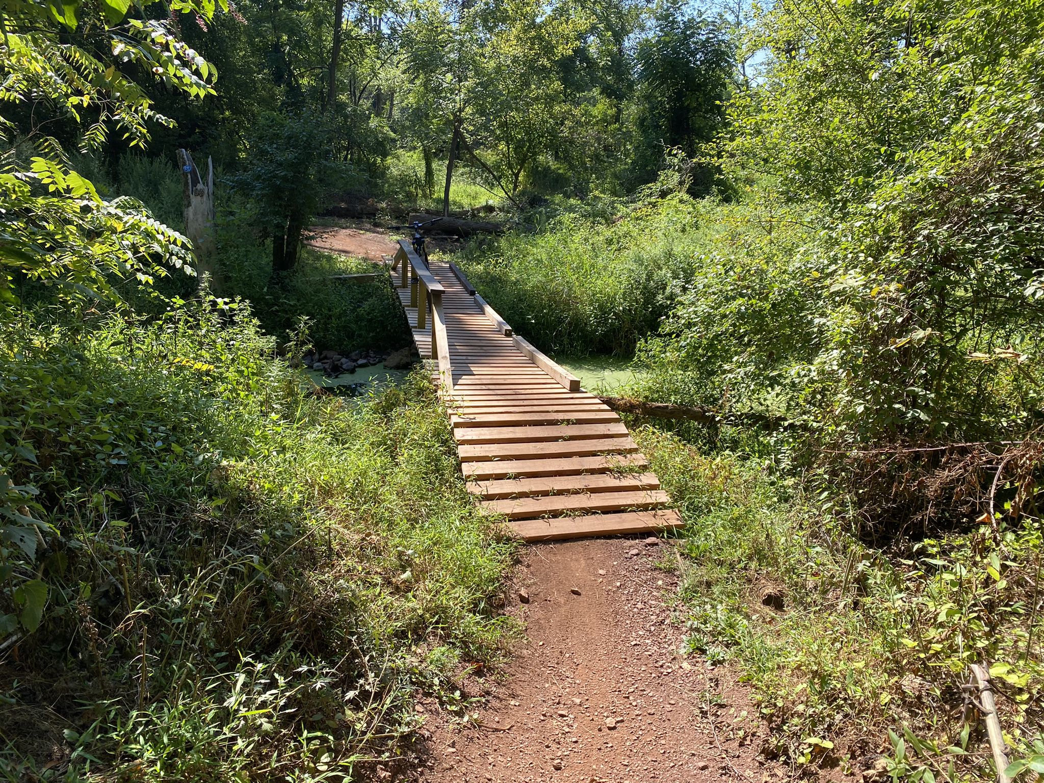 A wooden bridge crosses a marshy area on a sunny, green forest path. - Blackwells Trail