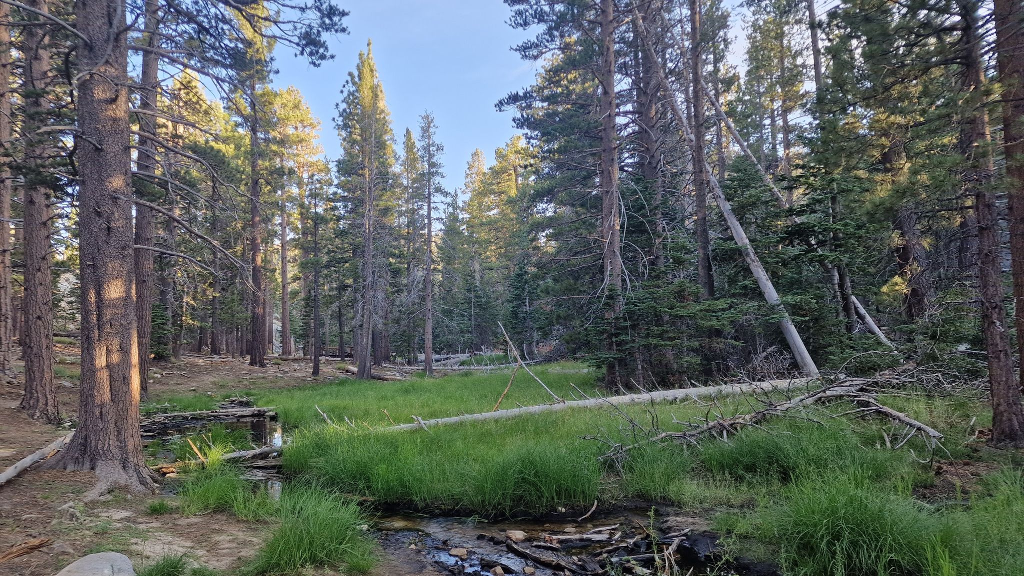Dense pine forest with a lush green meadow and small stream. - Desert View and Discovery Nature Trail Loop