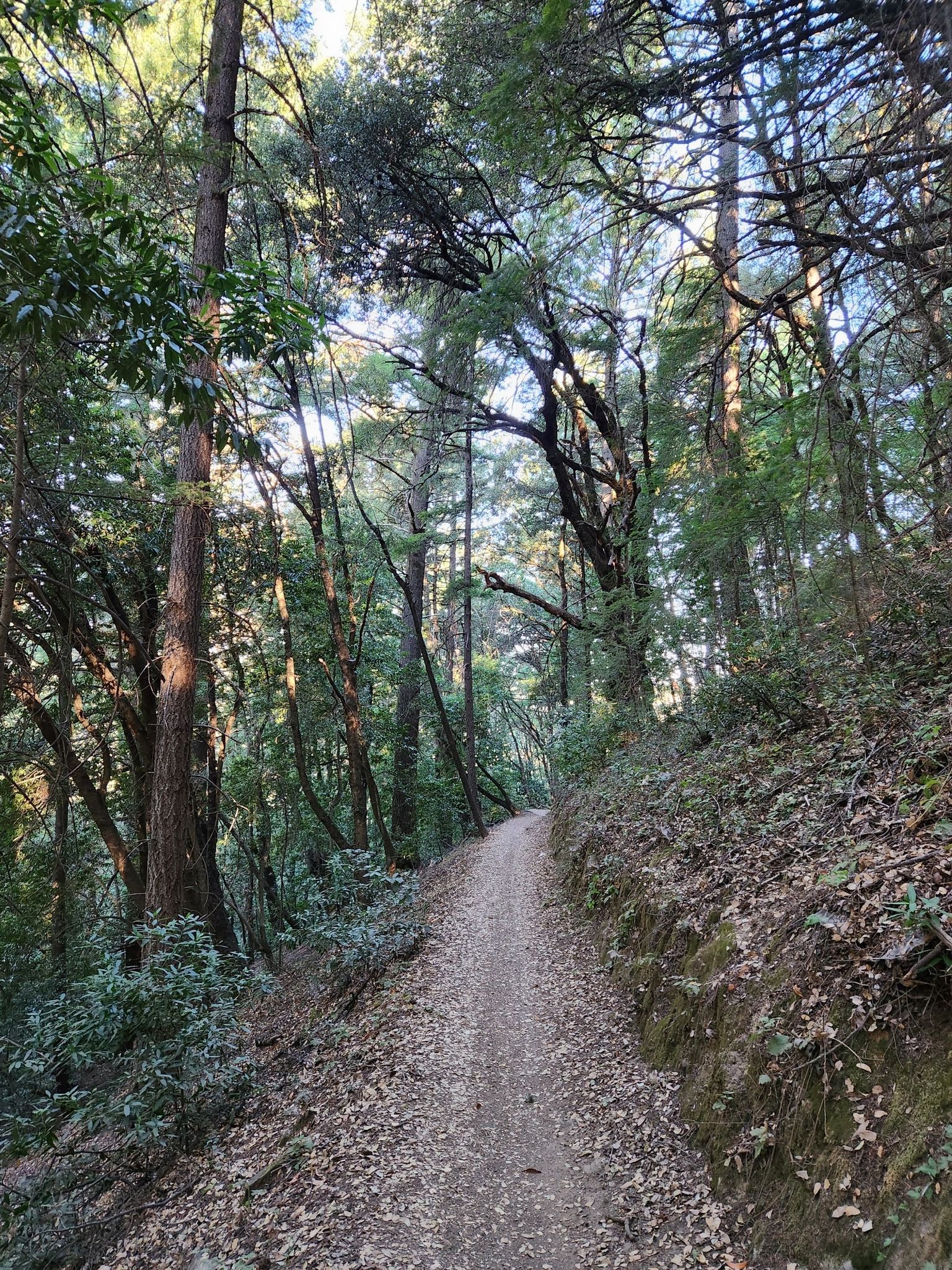 Shaded dirt path winding through a dense forest with tall trees. - Achistaca Trail to Turtle Rock