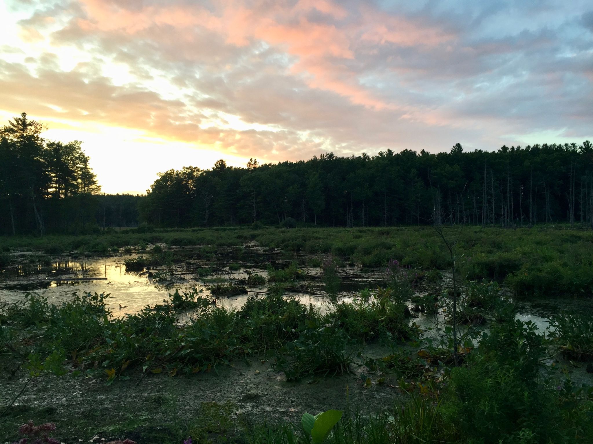 A marshy wetland at sunset with colorful clouds and distant trees. - Weston, Sudbury, & Lincoln loop