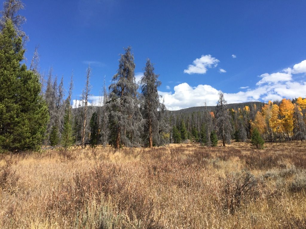 A sunny meadow with dry grass, scattered pines, and golden aspens under a blue sky. - East Shore Trail and Shadow Mountain Lookout Trail Loop