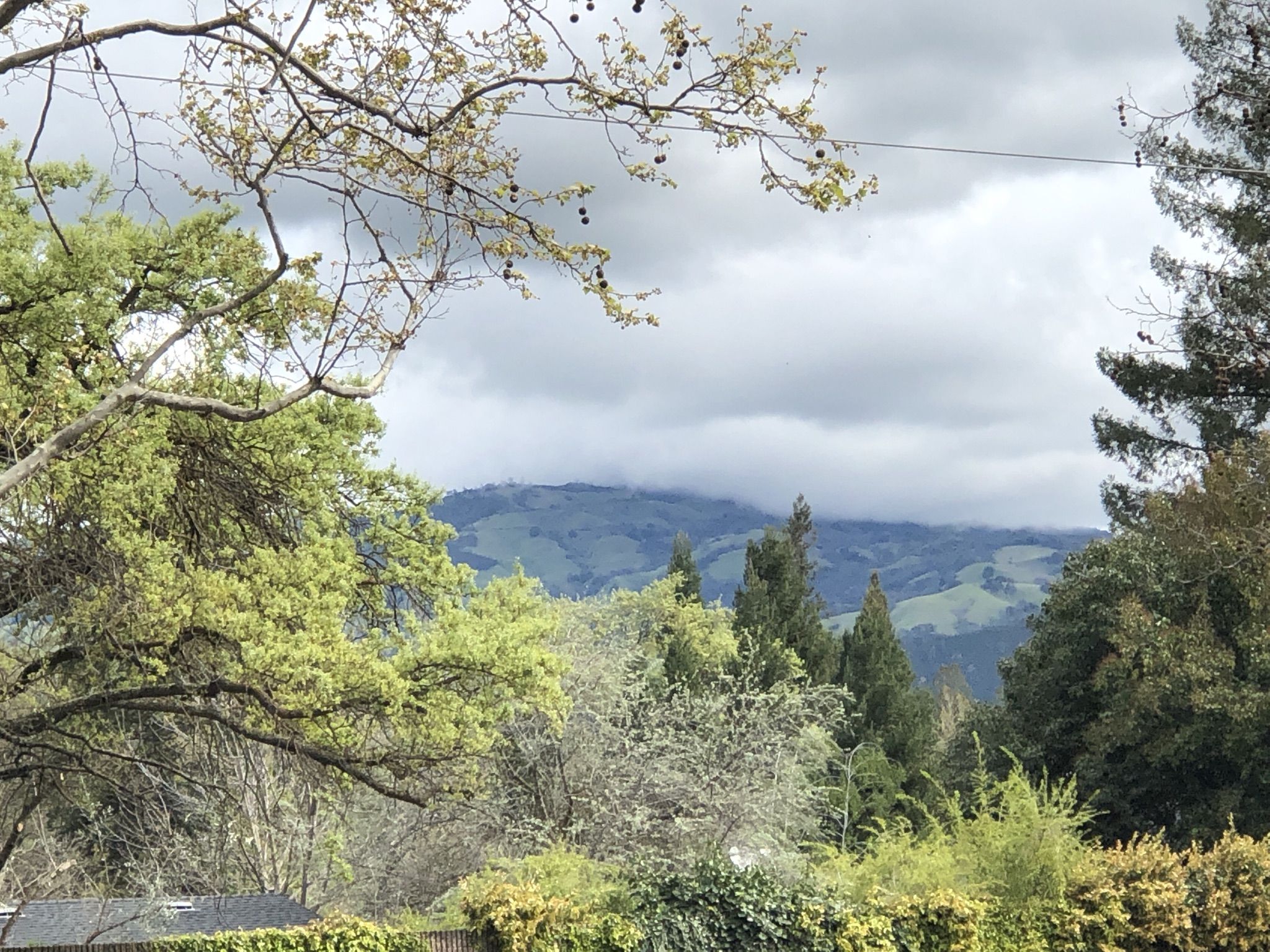 Lush green hills under a cloudy sky, framed by trees. - San Ramon iron horse trail – San Ramon Creek Trail loop from Federal Correctional Institution, Dublin