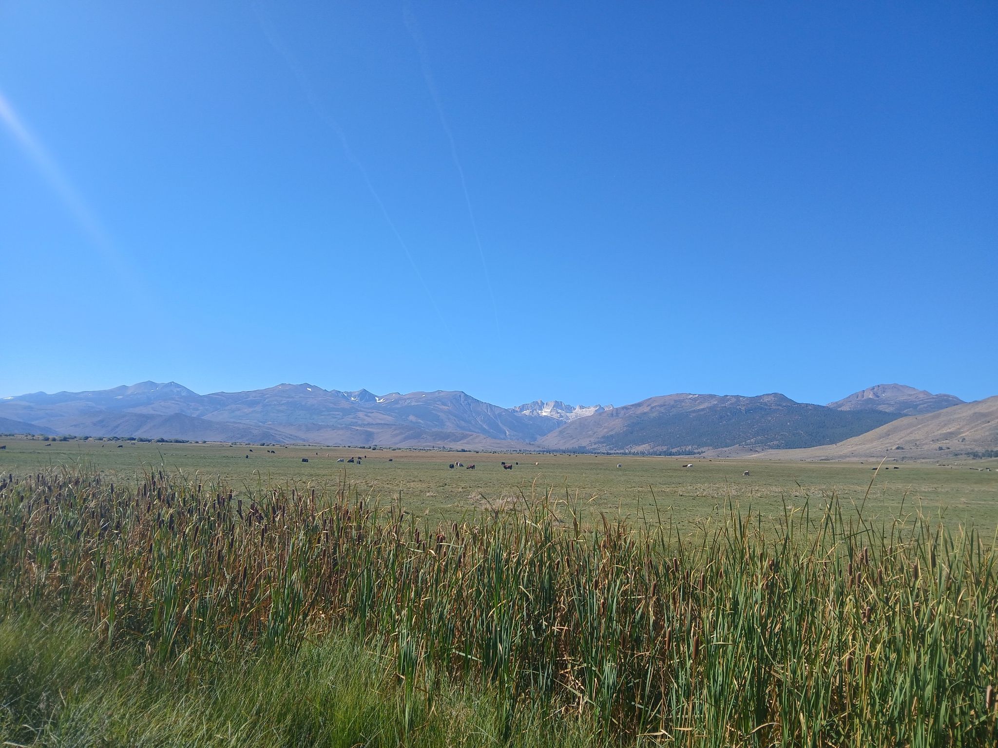 Vast green field with tall reeds under a bright blue sky and distant mountains. - Bridgeport, California to Buckeye Hot Springs