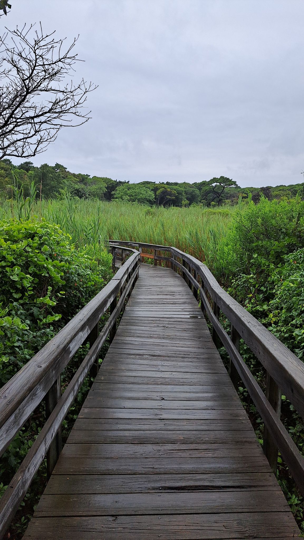 Long wooden boardwalk extending through a vibrant green marsh under a cloudy sky. - Sunken Forest Nature Trail
