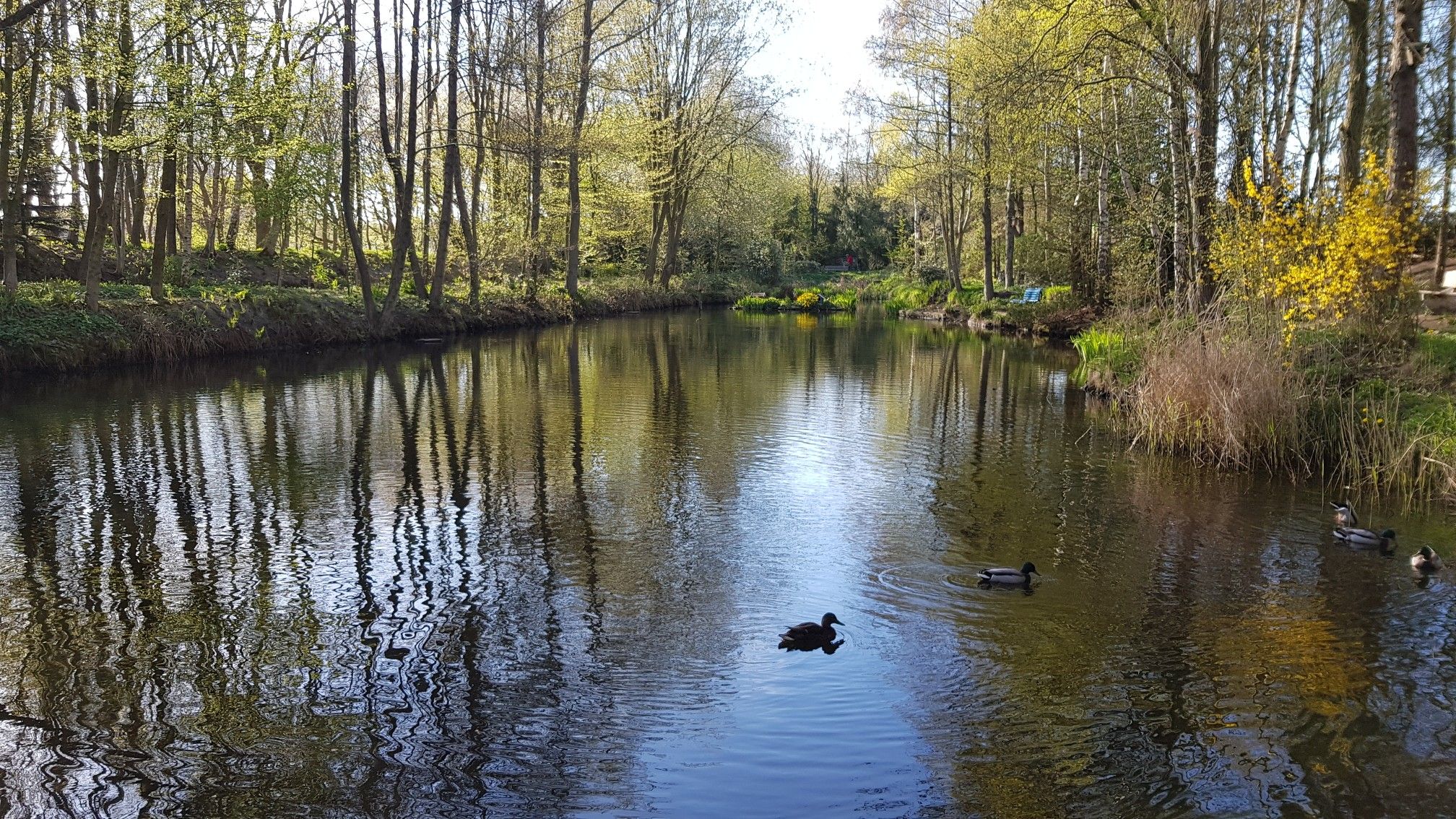 Ententeich in Nortmoor 