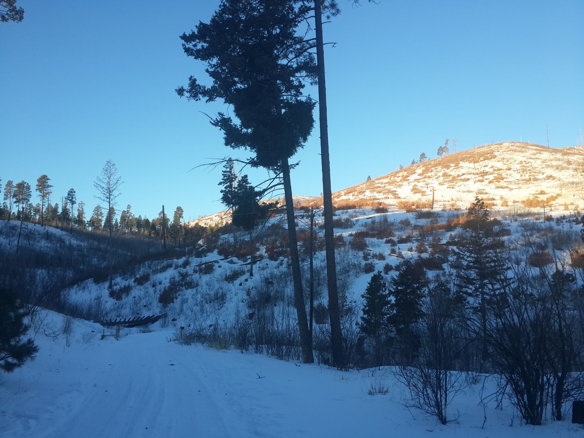 Snowy path winding through evergreen trees with a sunlit hill in the background. - Apache Spring Trail Loop