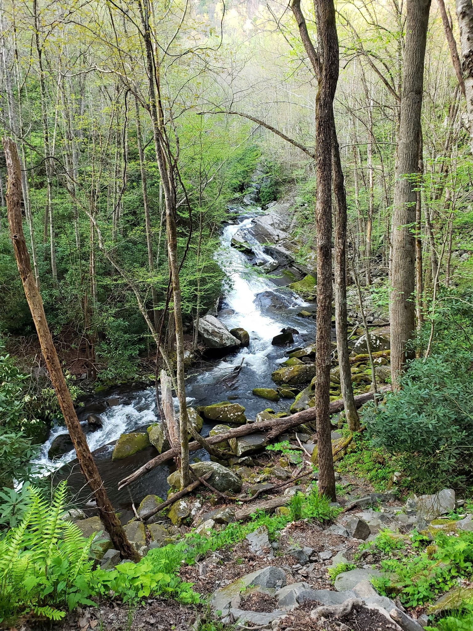 A winding river flows through a lush, green forest with dappled light. - Middle Prong, Lynn Camp, Miry Ridge, and Panther Creek Loop
