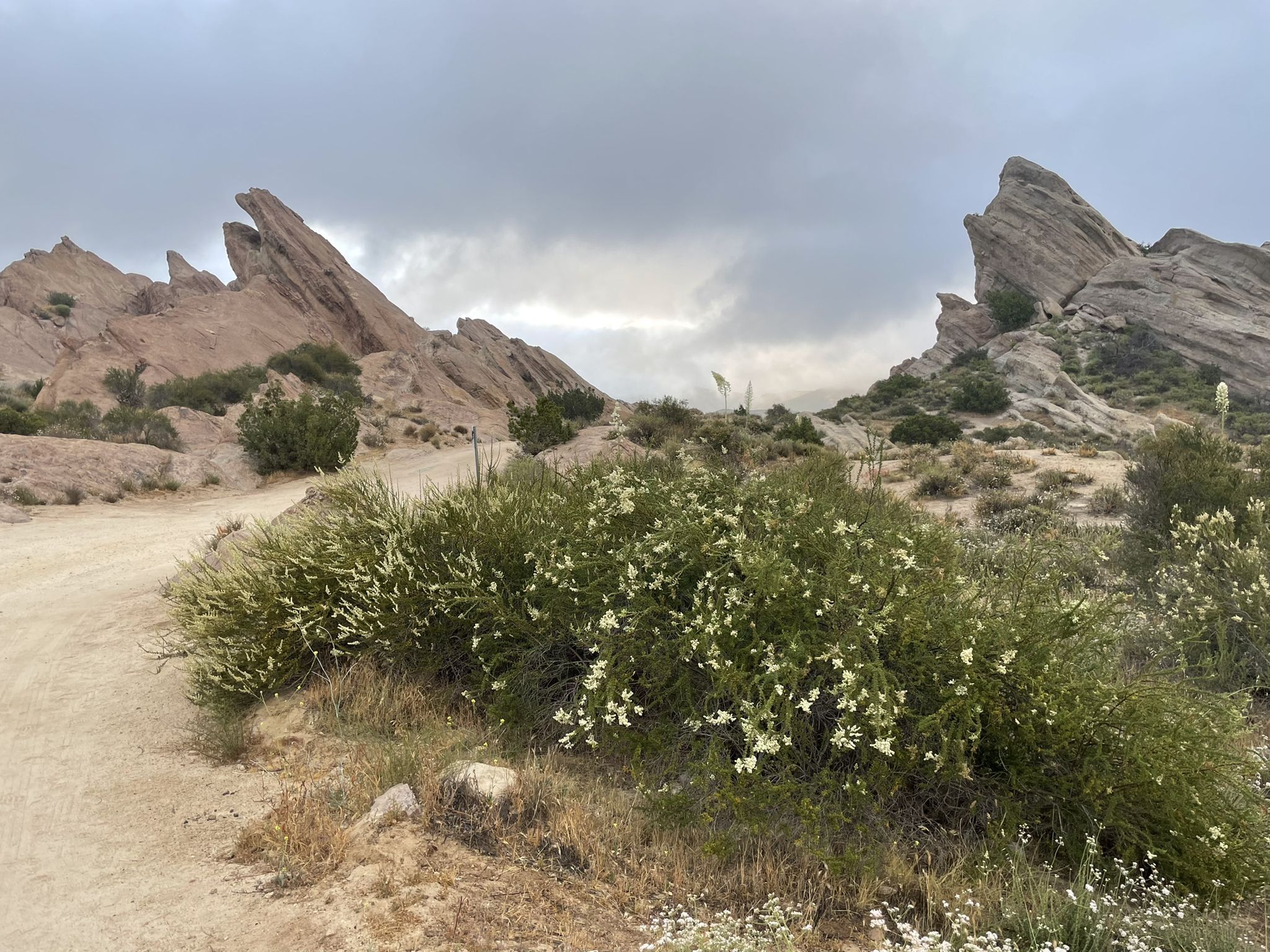 Jagged rock formations under a cloudy sky, with a dirt path and flowering bushes. - Vasquez Rocks area loop from Three Sisters Rock