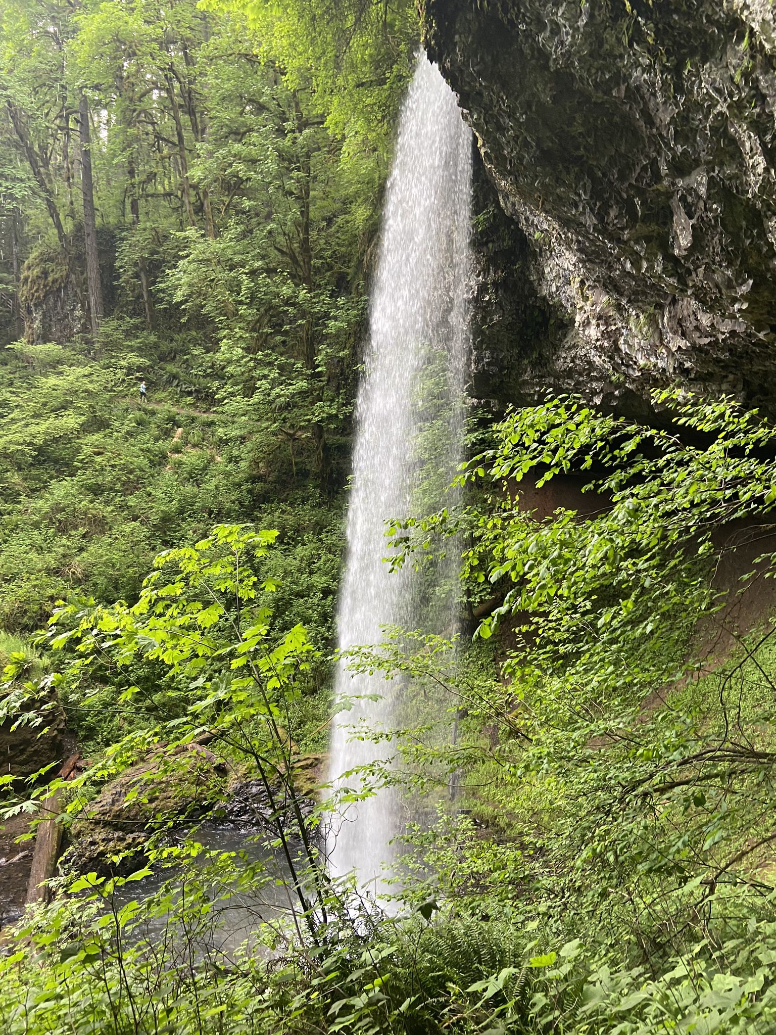 A tall, narrow waterfall plunges into a pool surrounded by lush green plants. - Shellberg Falls Trail