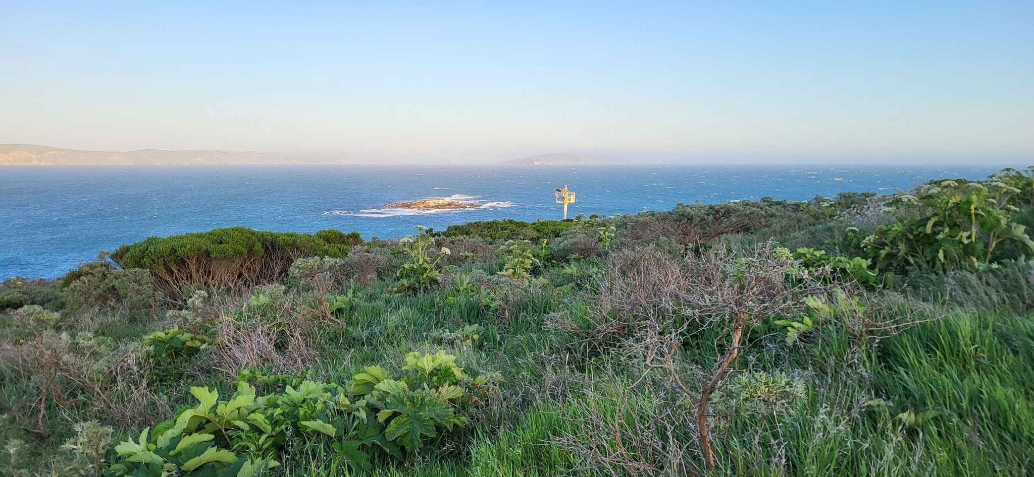 Coastal landscape with green bushes, distant ocean, and a clear sky. - Bodega Head Trail