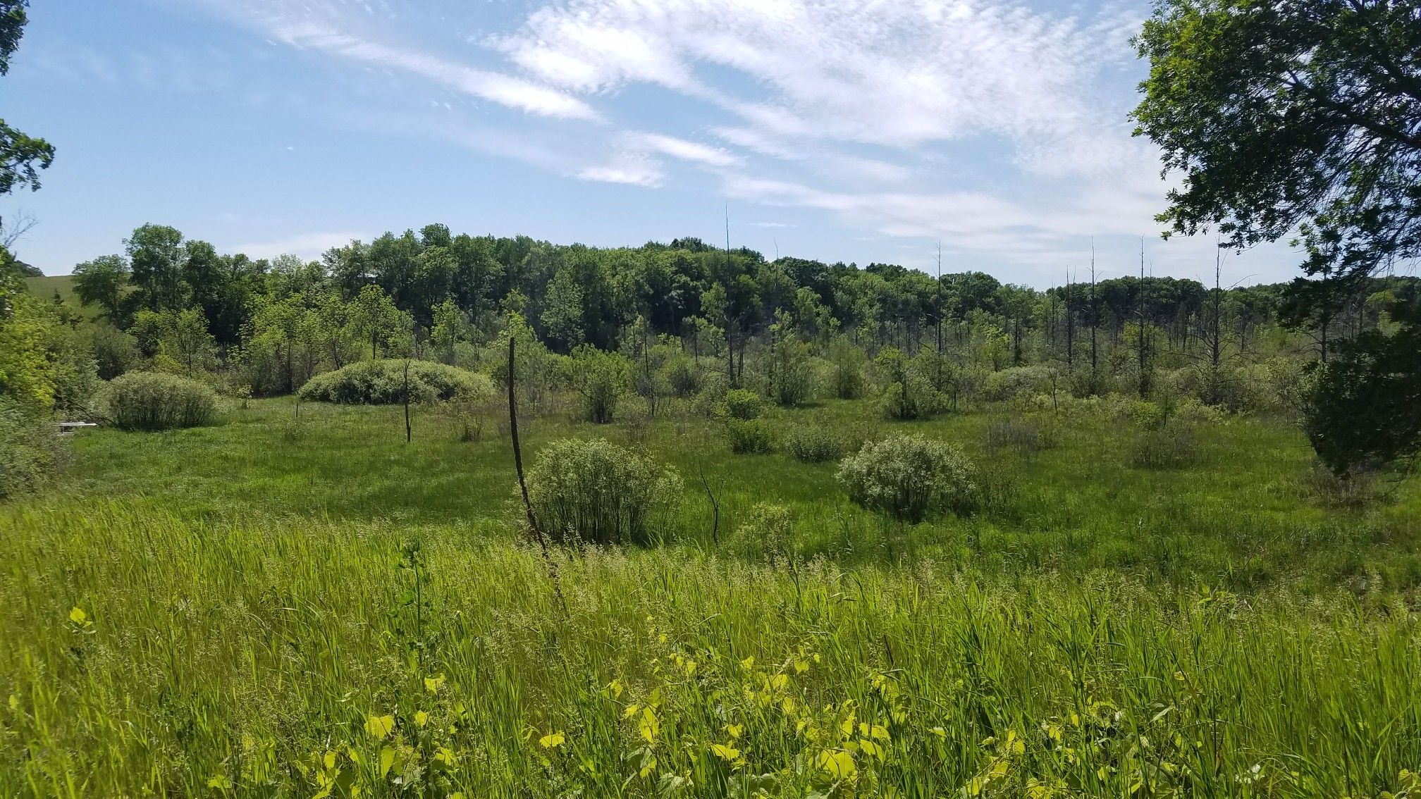 the swamp