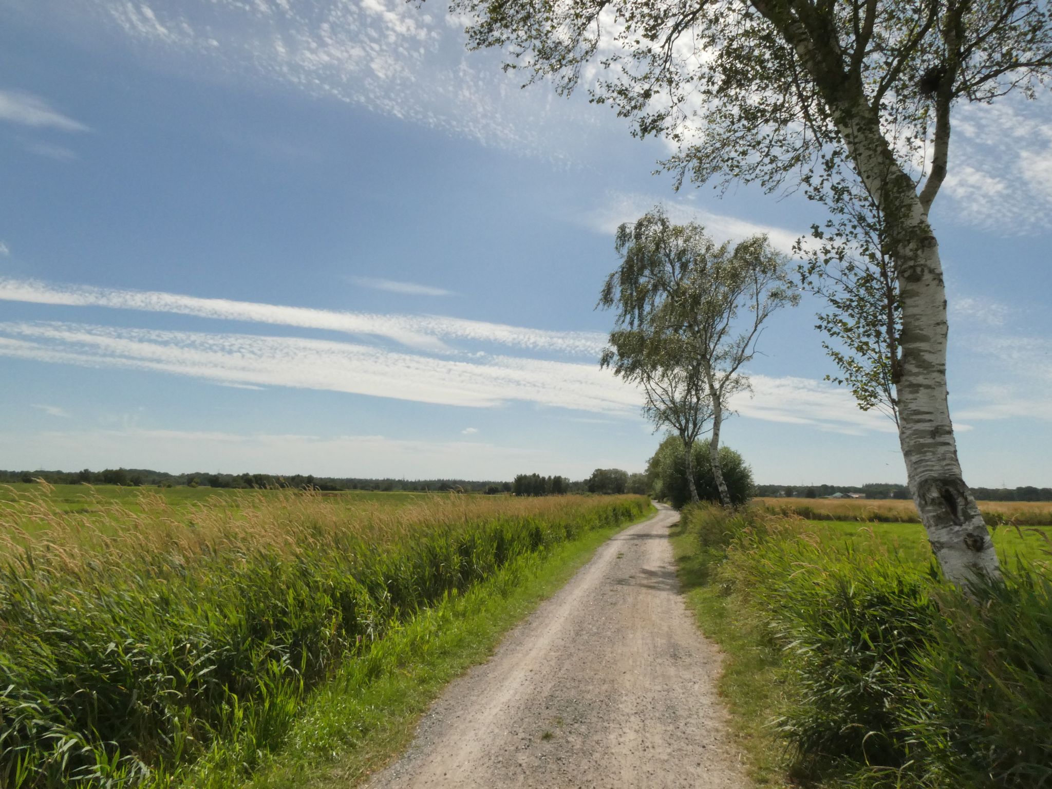 Friesenallee kurz hinter Jever