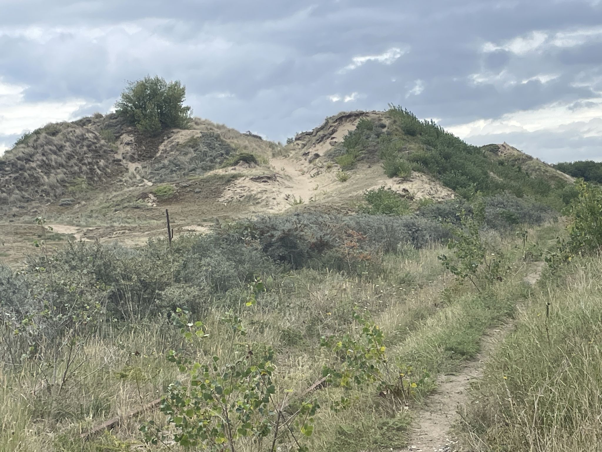 Sand dunes between Leffrinckoucke and Bray Dunes