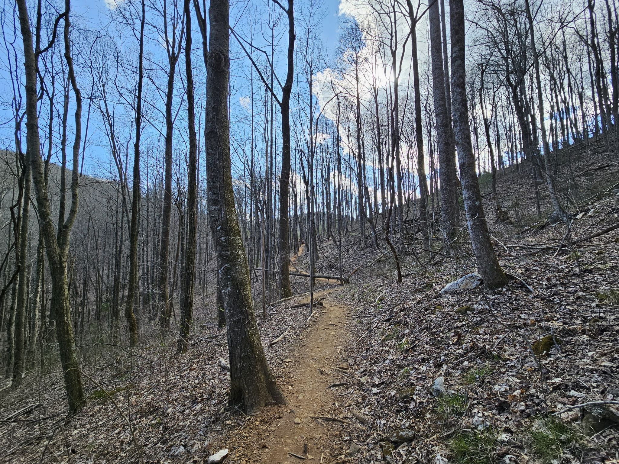 A dirt path winds uphill through a bare forest under a bright sky. - Appalachian Trail: Cooper Gap to Woody Gap