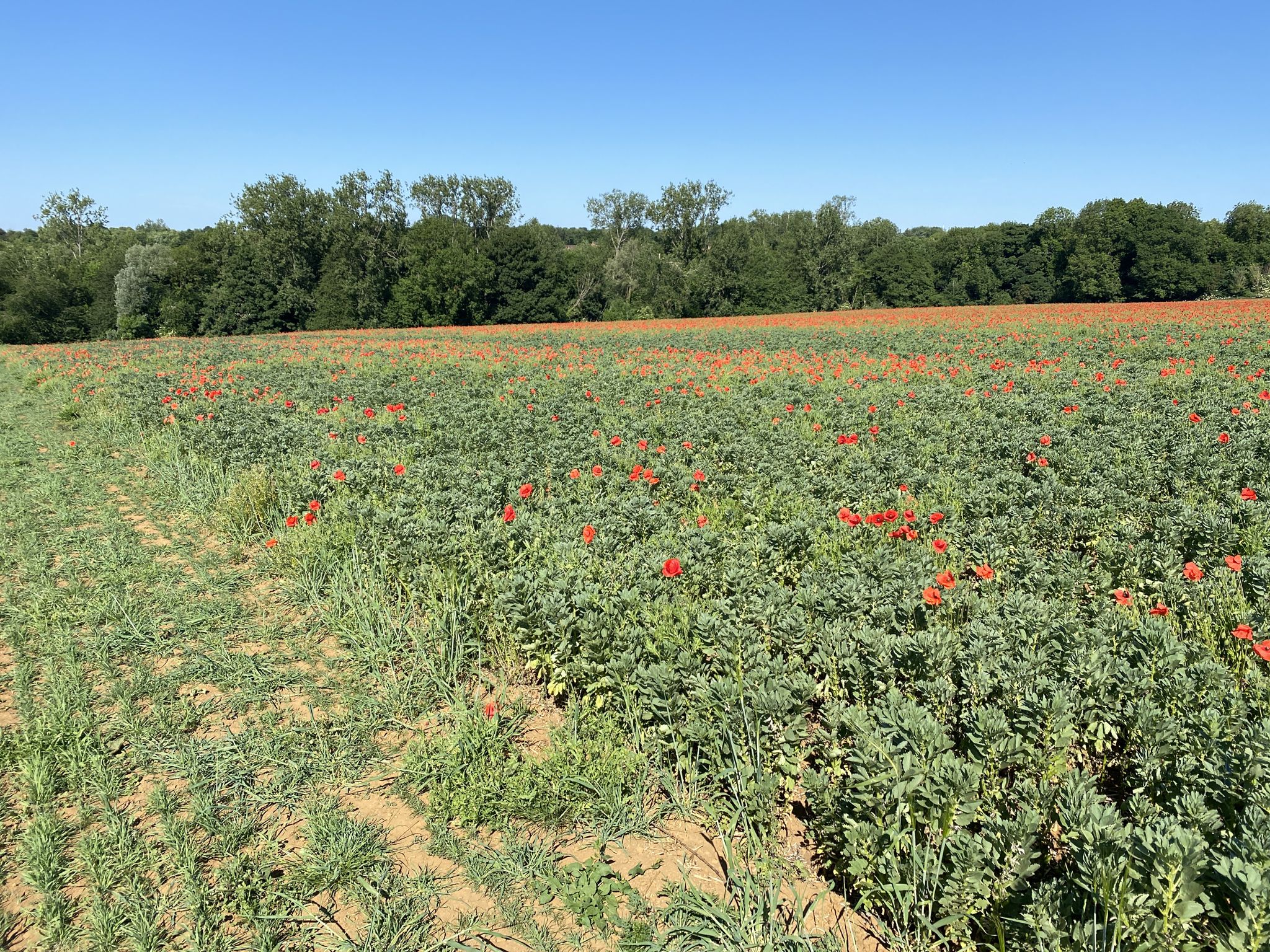 Poppy Fields