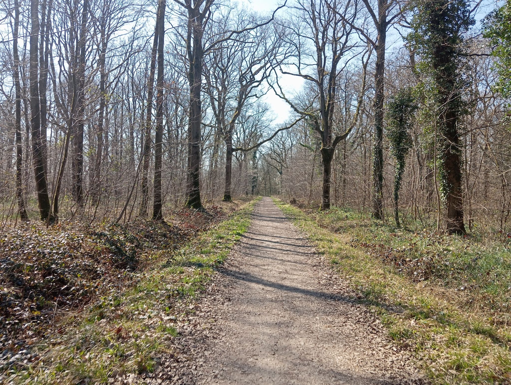 forêt de Sénart
