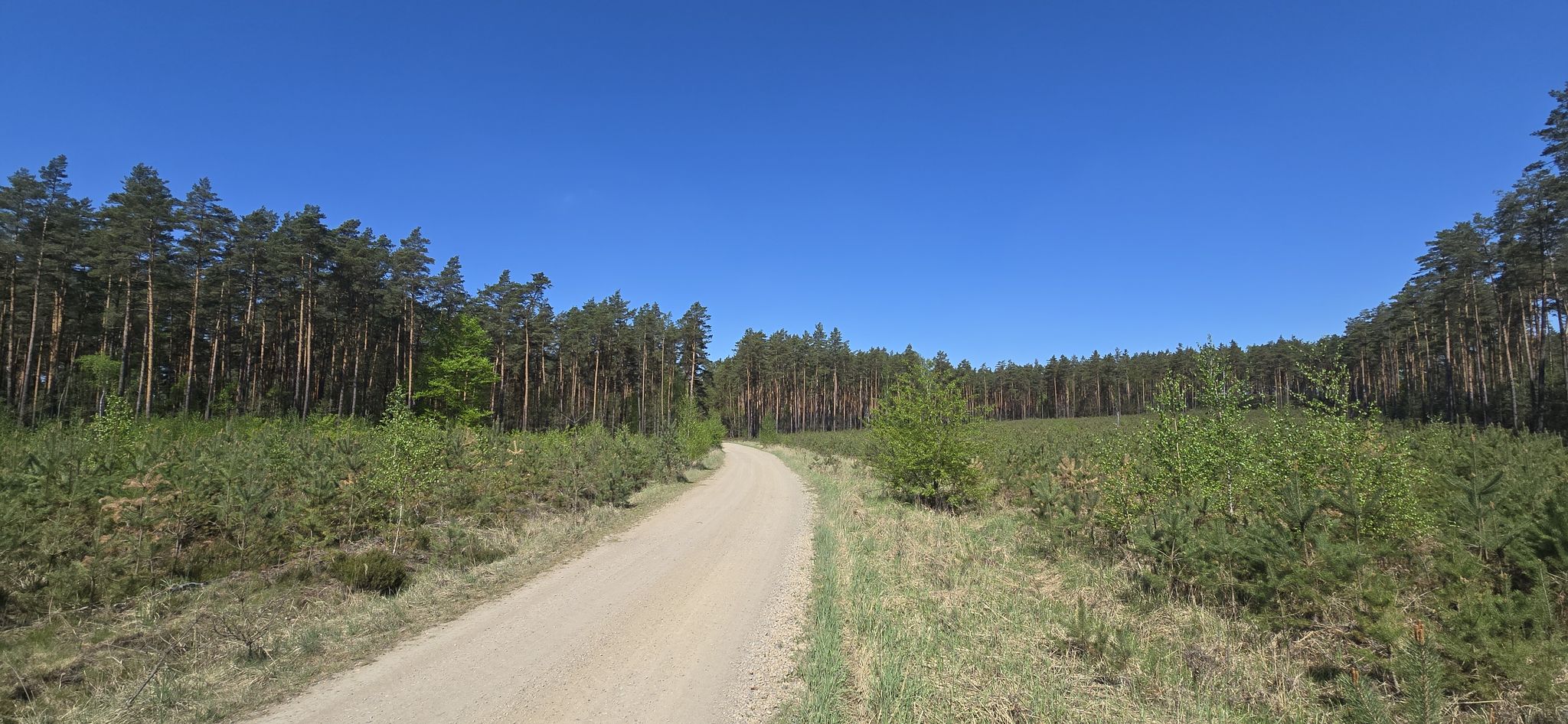 Ściana lasu
