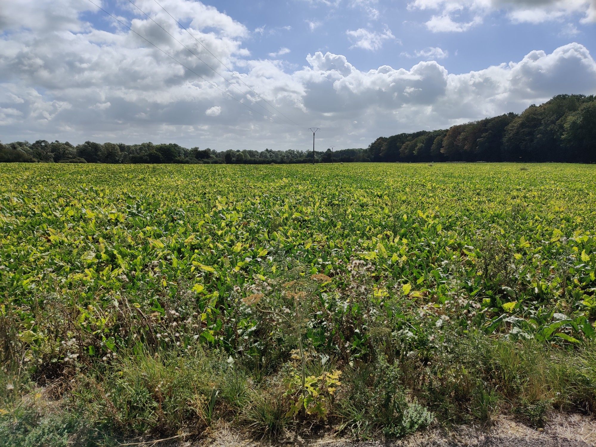 Groenteveld Troye