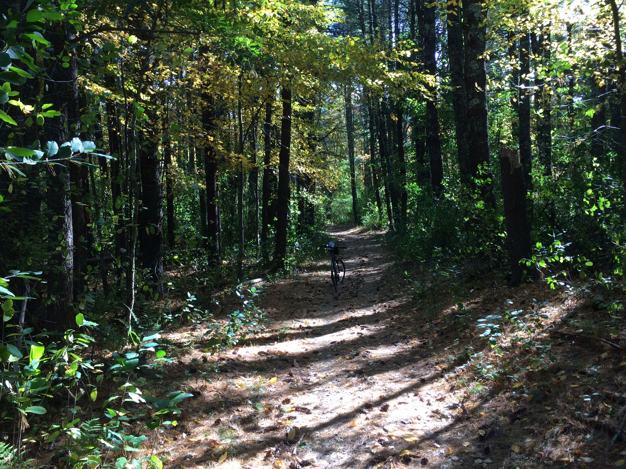 A sun-dappled dirt path winds through a dense forest with a distant bicycle. - Turtle Hill Trail – Willowdale State Forest loop from Ipswich