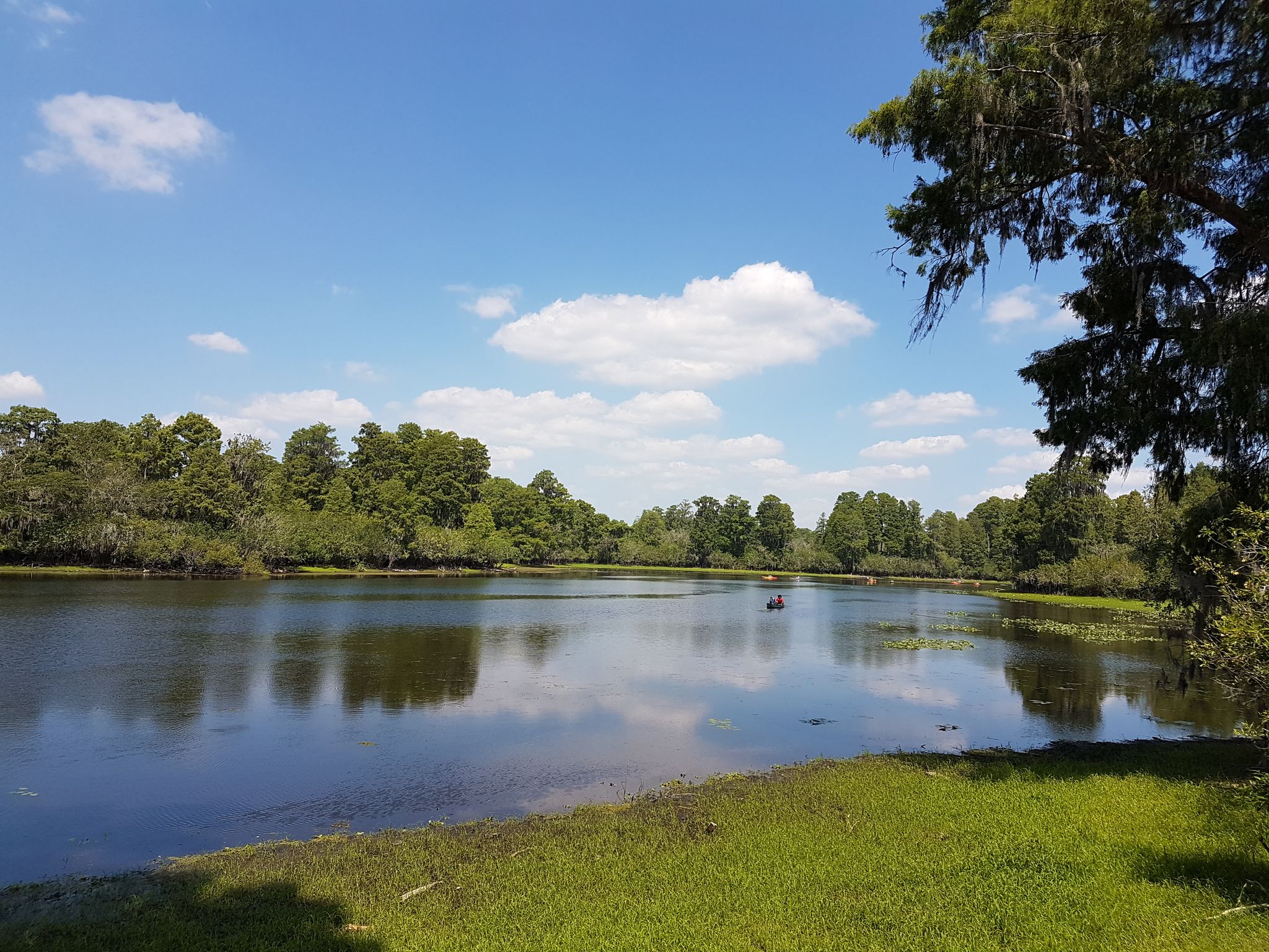 Wide lake with green banks, dense trees, and a small red boat. - Lettuce Lake Park Loop