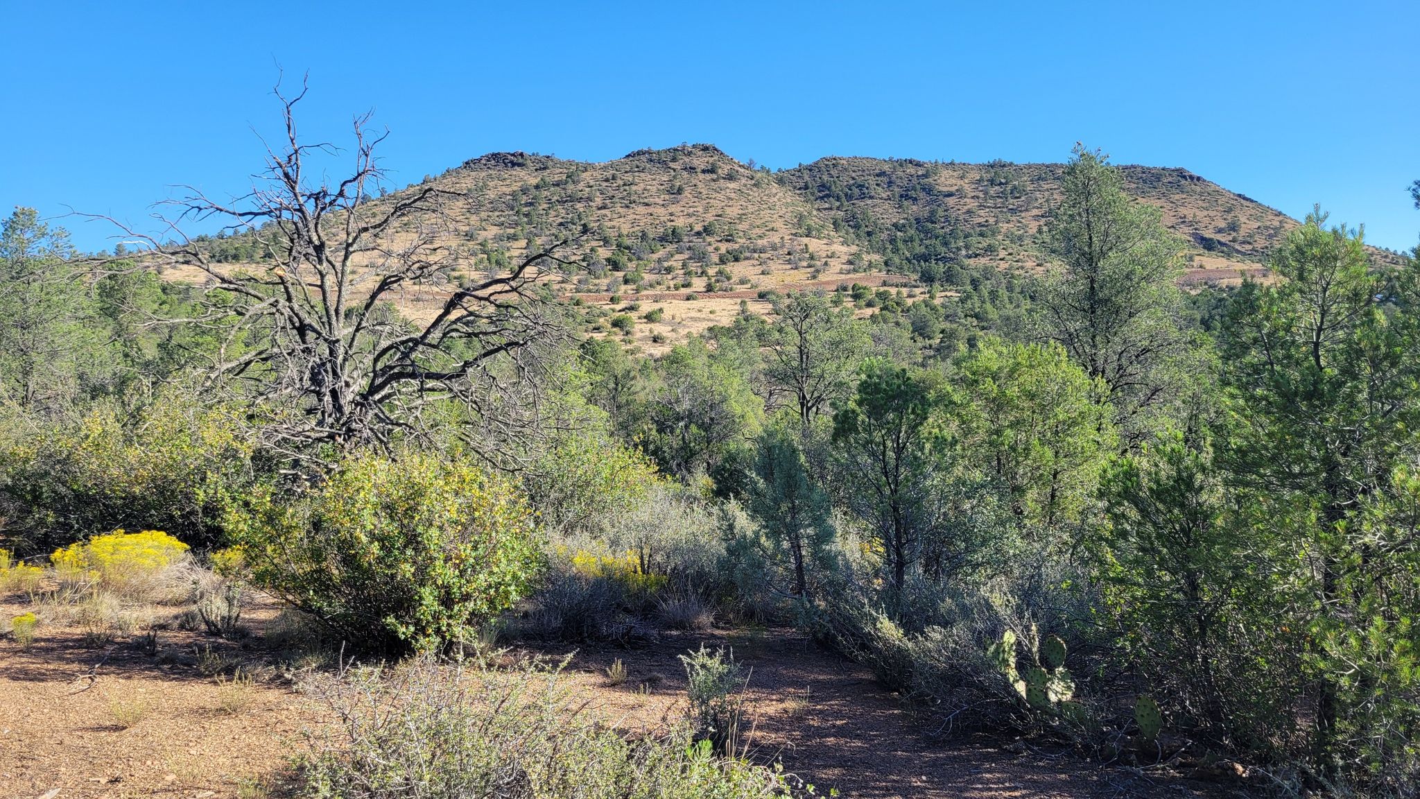 A bare tree and green shrubs with distant hills under a clear blue sky. - Prescott Circle Trail: Segment 01