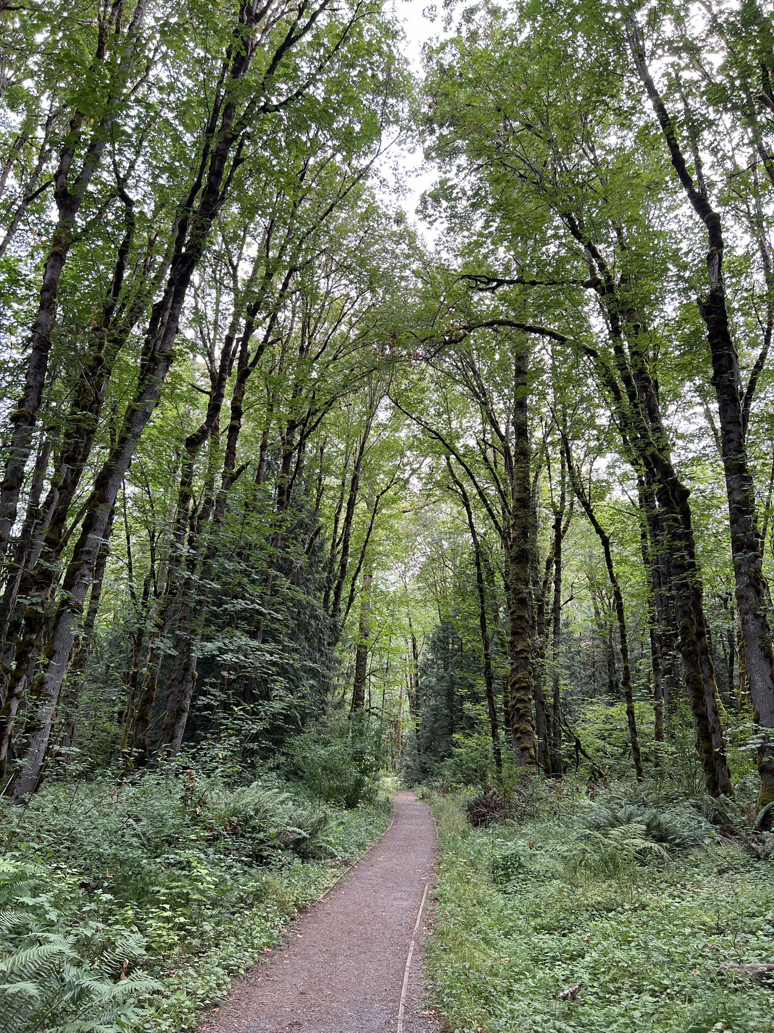 A narrow dirt path leads through a vibrant green forest on an overcast day. - Bus Trail Loop