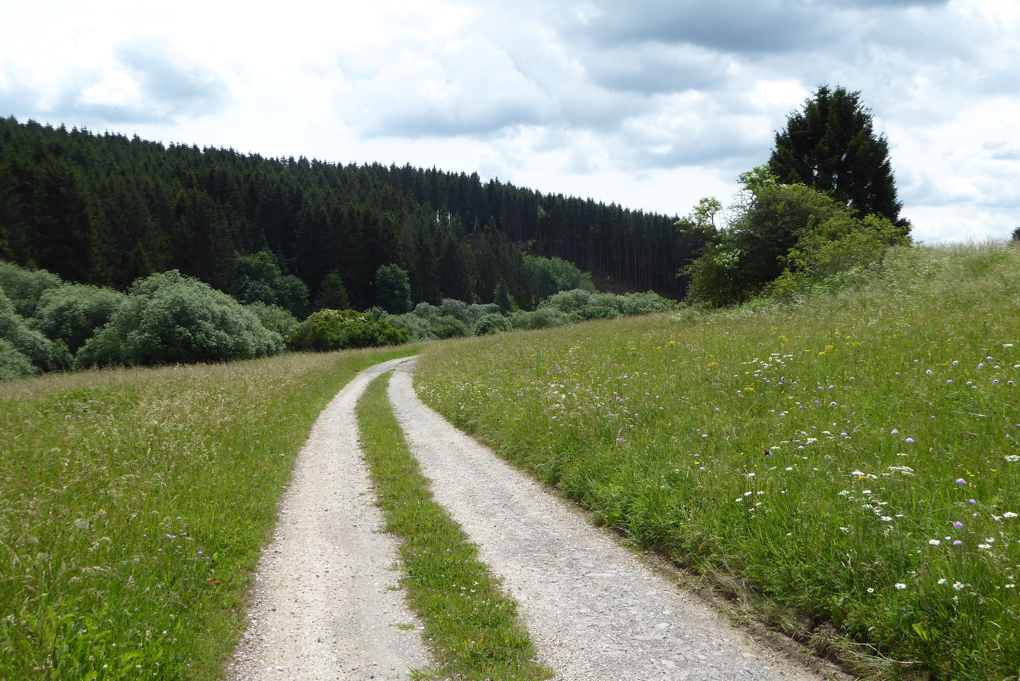 Blumenwiese vor Dahlem