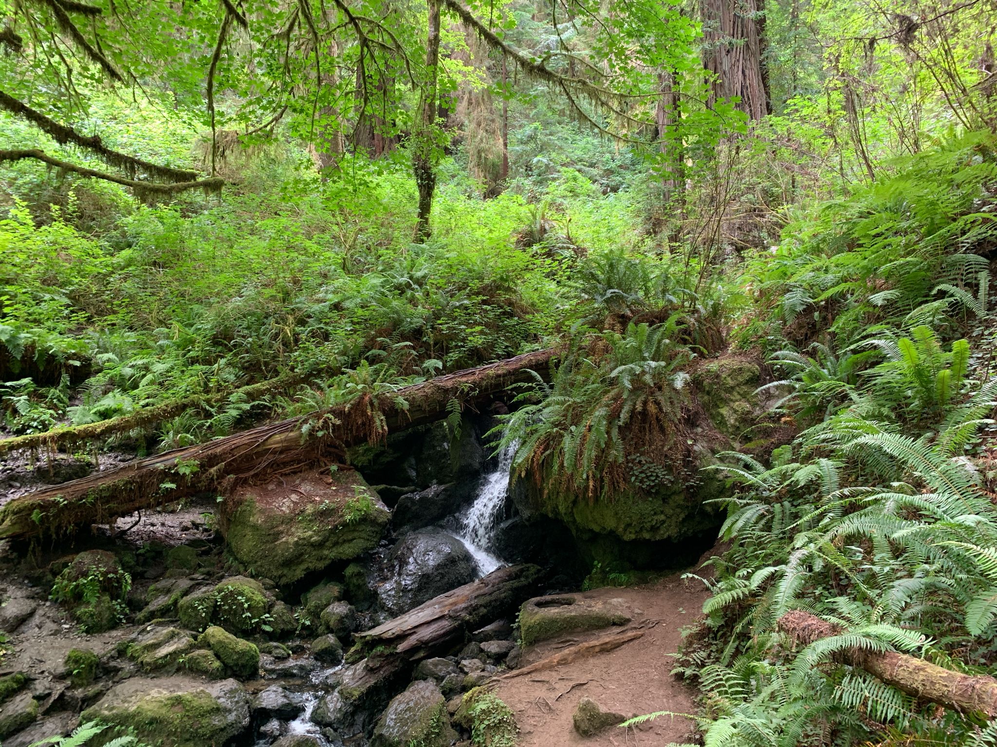 Small waterfall over rocks and fallen logs in a lush, green forest. - Trillium Falls loop from Trillium Falls