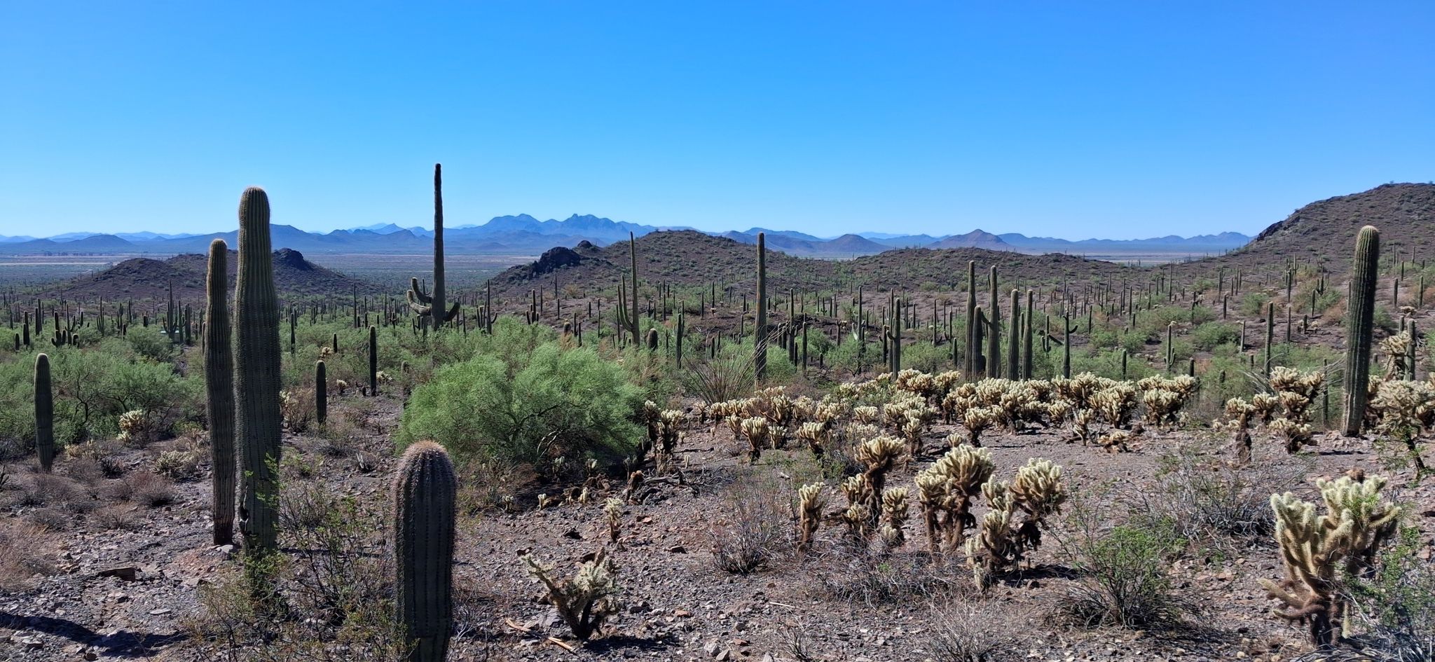 Vast desert landscape with saguaro and cholla cacti under a clear blue sky. - Sunset Vista Trail Loop