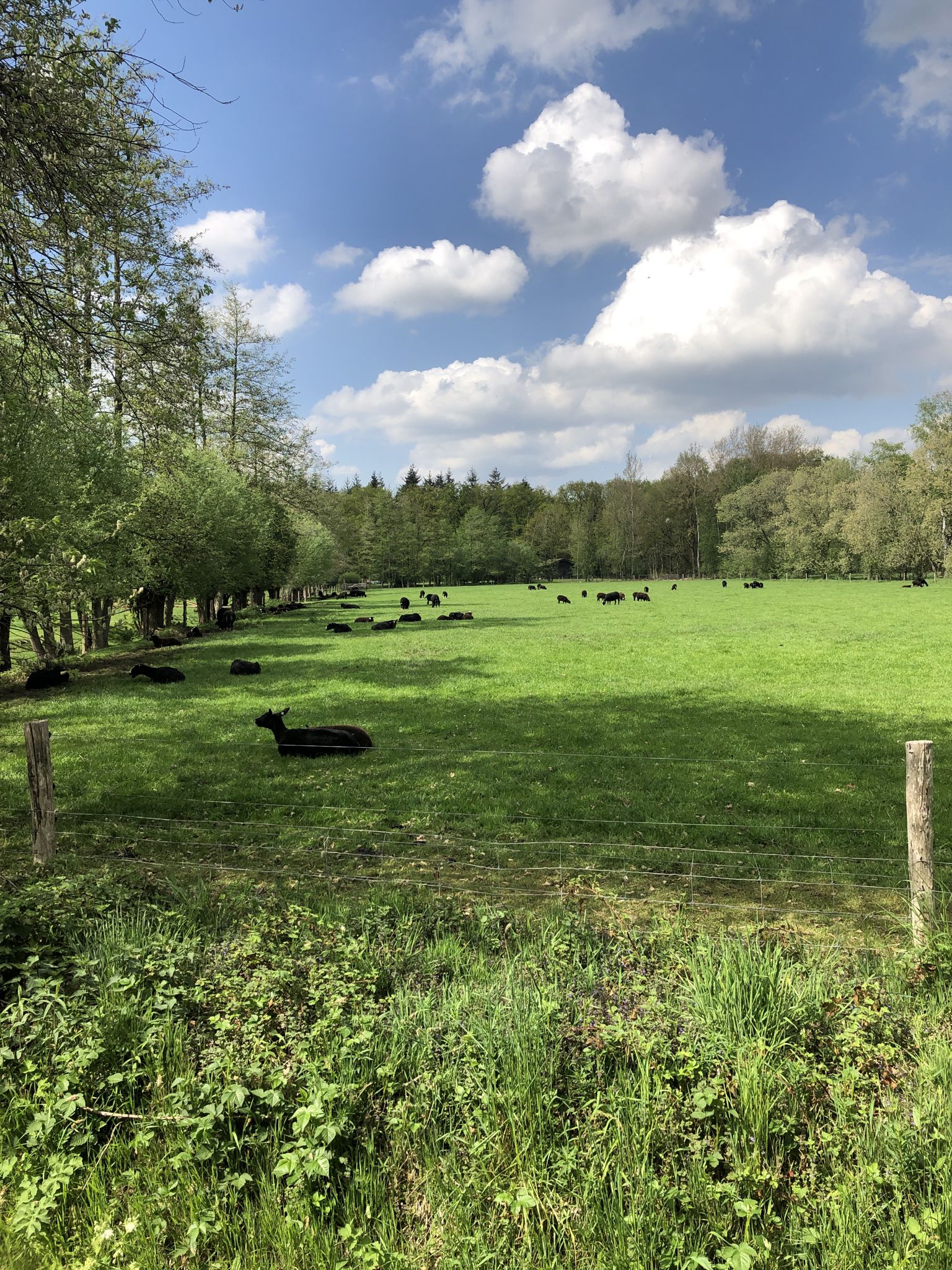Zwarte geit in groen grasland