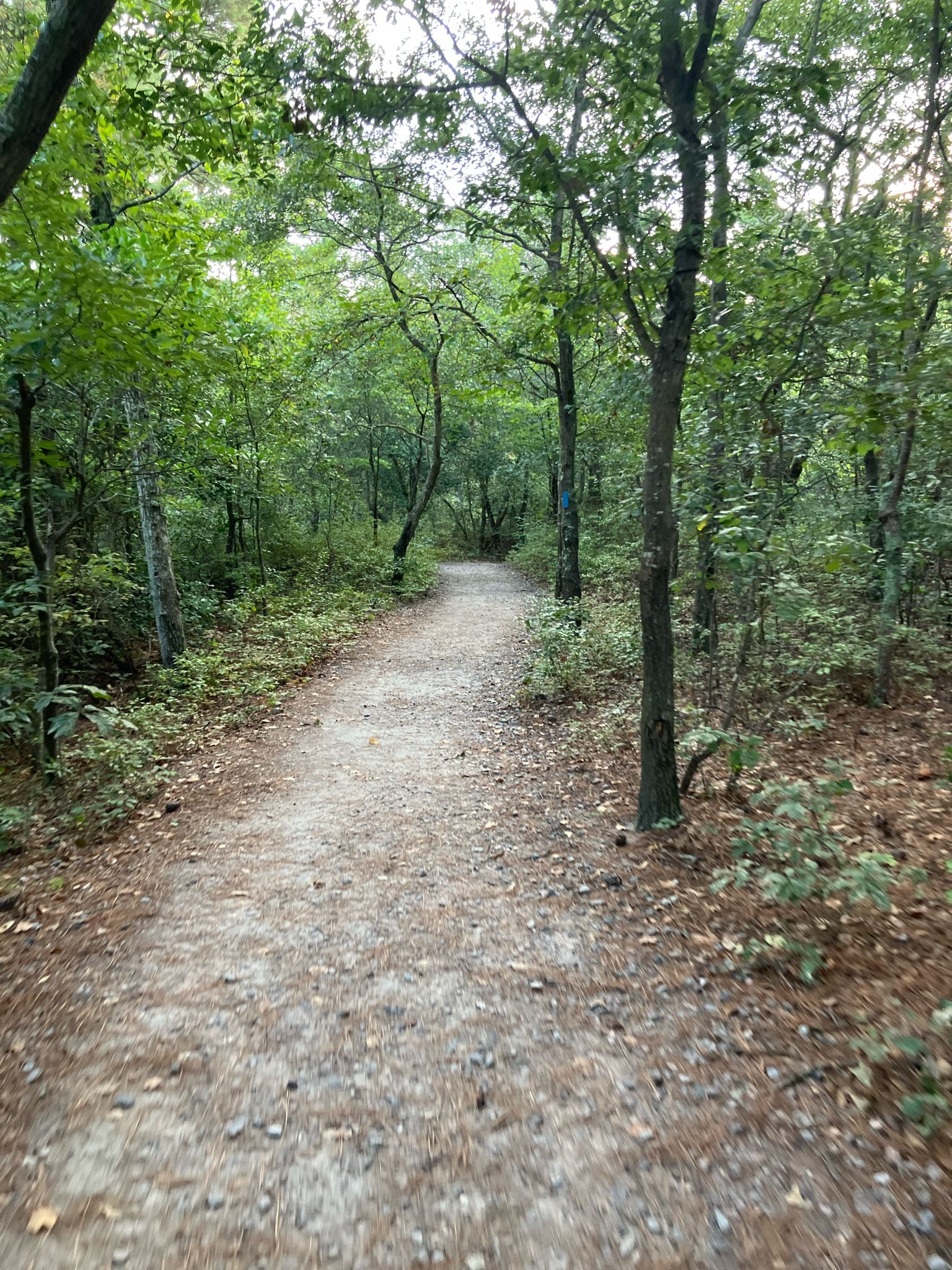 A winding dirt path leads through a dense, green forest. - First Landing State Park – Fishing Pier loop from Virginia Beach