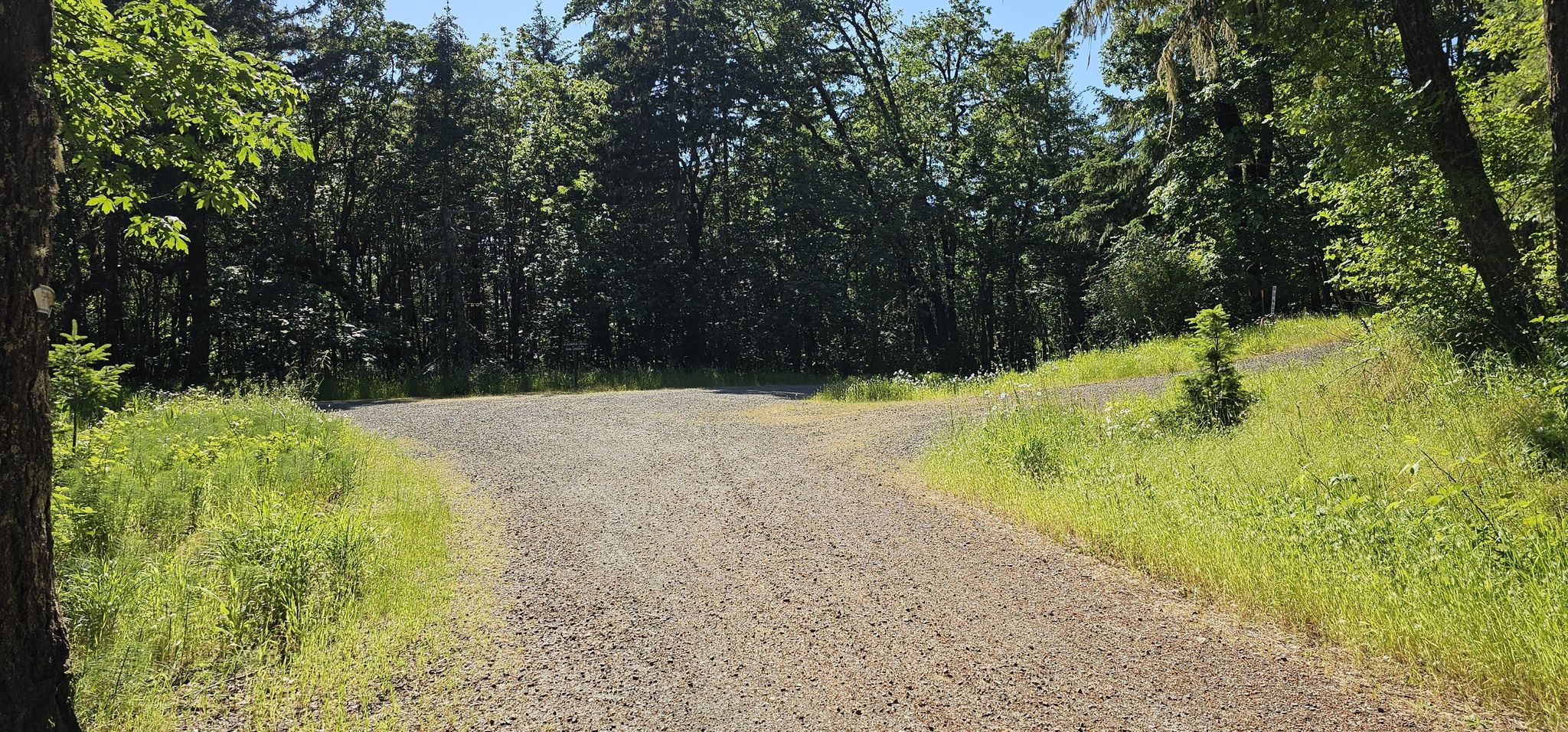 Gravel road forks into two paths surrounded by green forest. - Harry R. Patterson Road – Dimple Hill loop from Lewisburg
