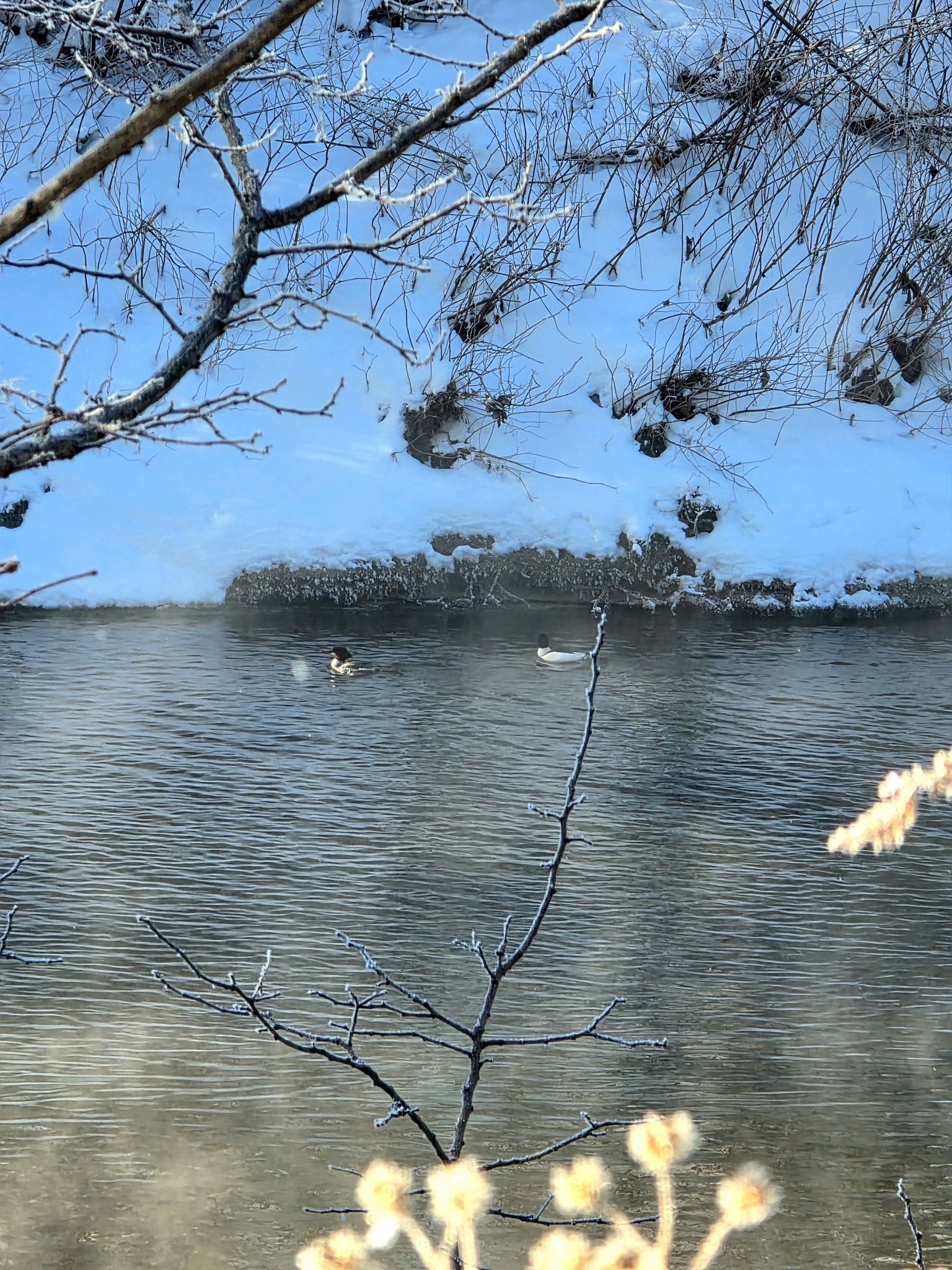 Duck swimming in a misty river with snow-covered banks and bare branches. - Ohio & Erie Canal Towpath Trail