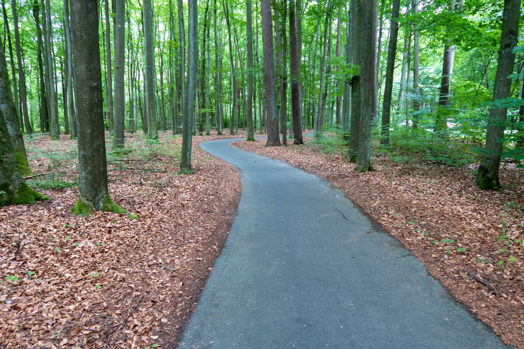Ein super schöner Radweg schlängelt sich durch den Wald - Klasse!