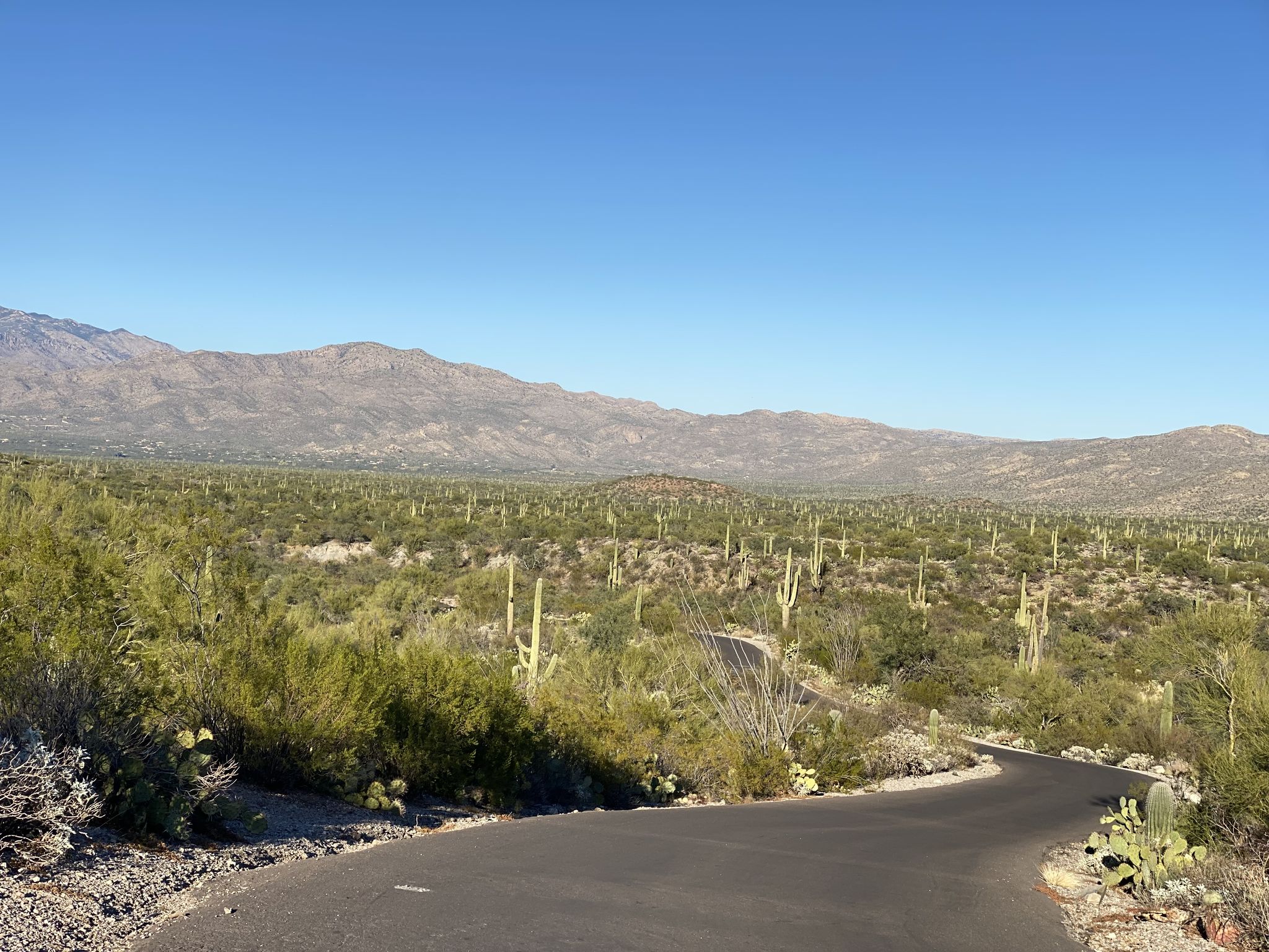 A winding road through a desert landscape with many cacti and mountains. - Cactus Forest Drive – Javelina Rocks loop from Pink Hill