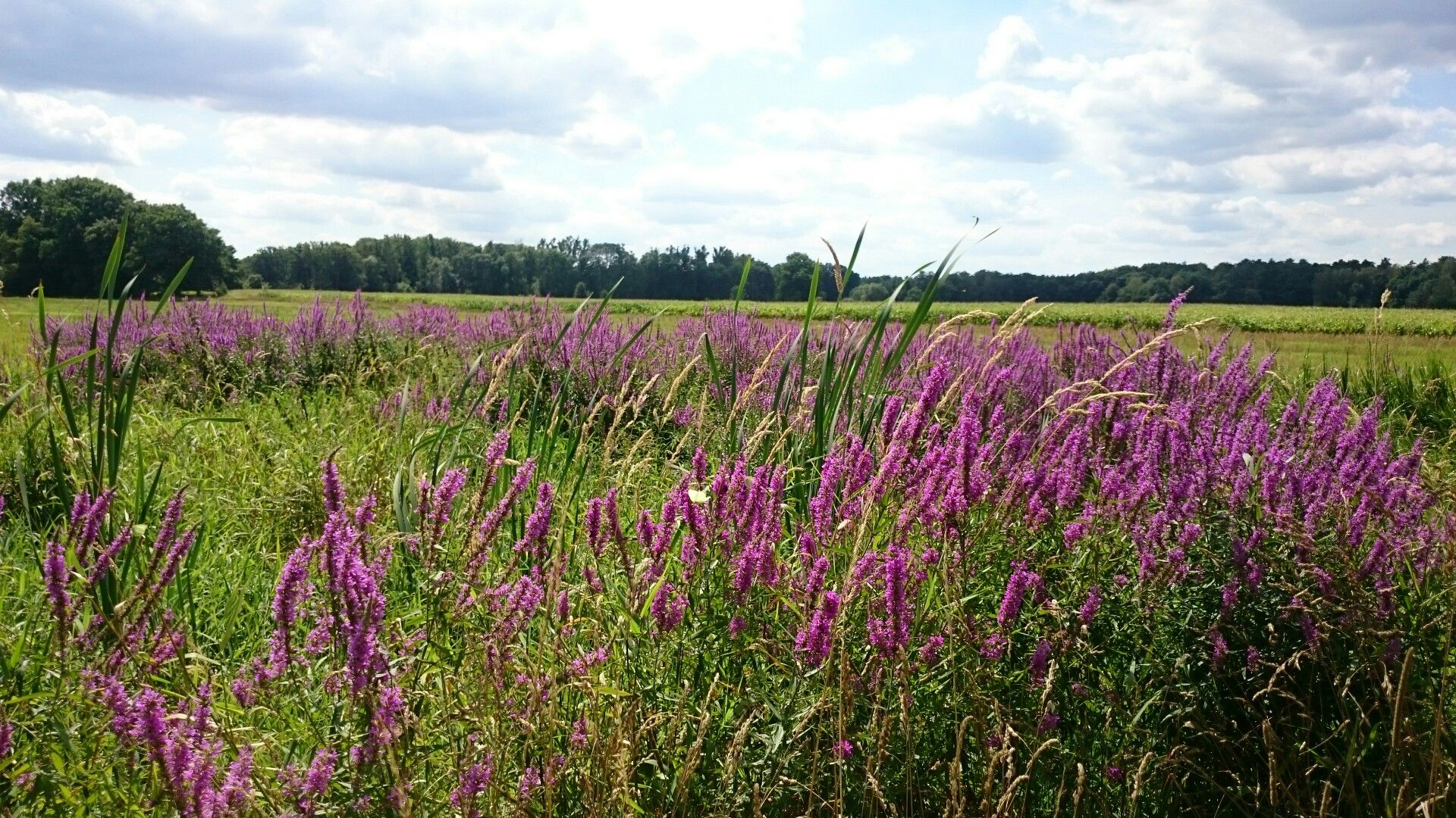 Blutweiderich