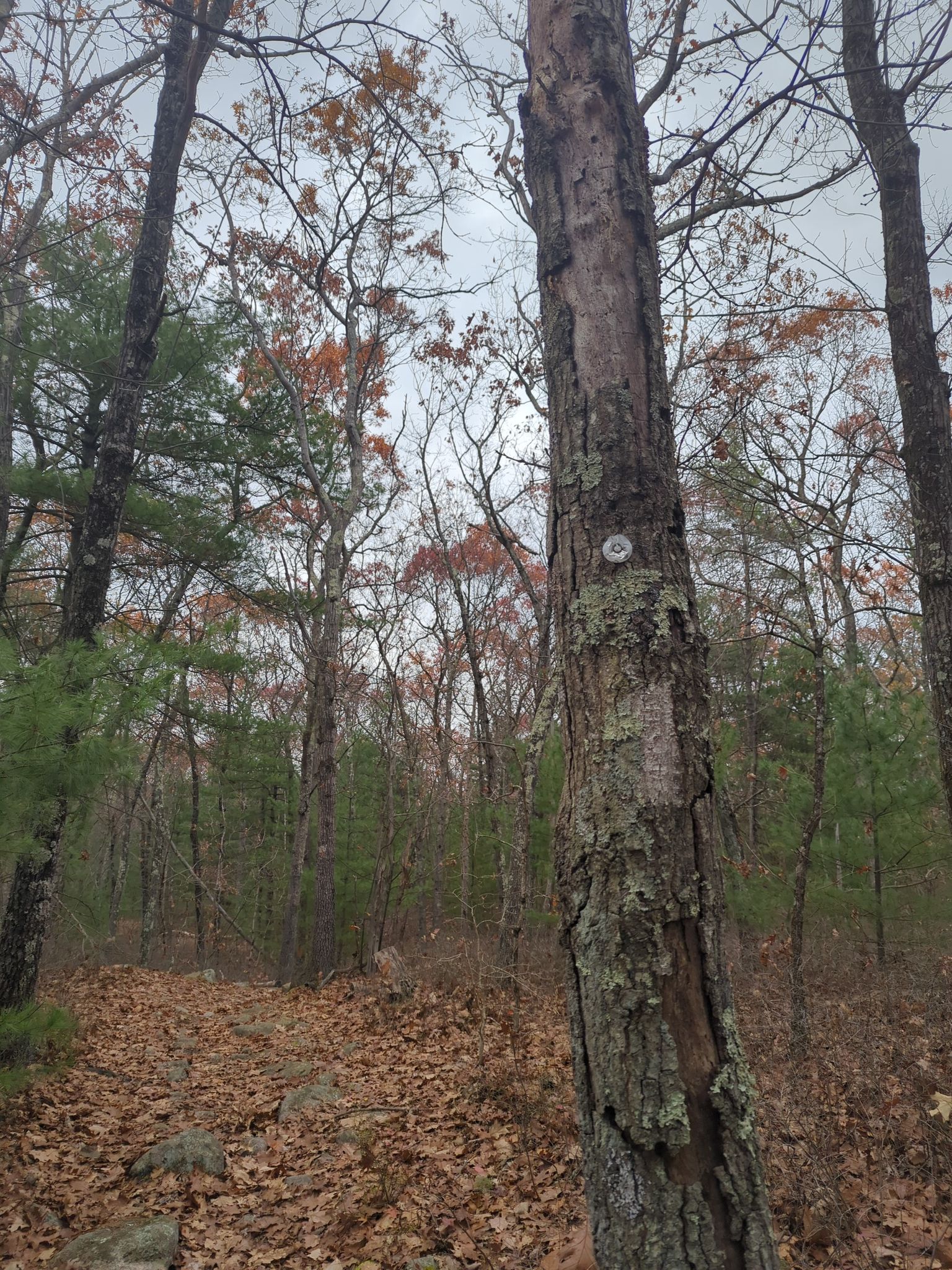 Overcast forest path with bare trees, green pines, and a white trail blaze. - Pinnacle Trail