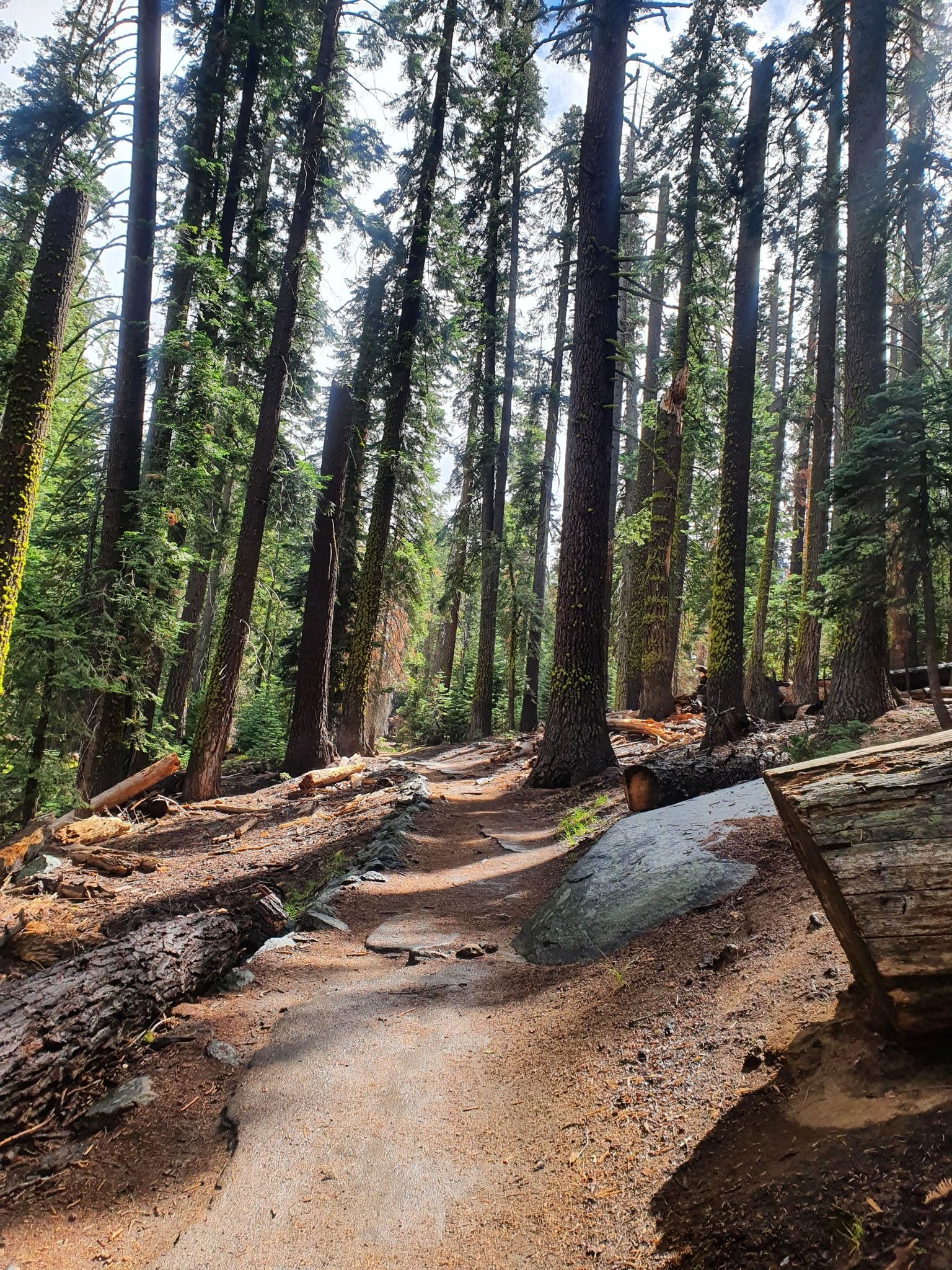 A sun-dappled dirt path winds through a forest of tall trees. - Four Mile, Panorama, and Mist Trail Loop
